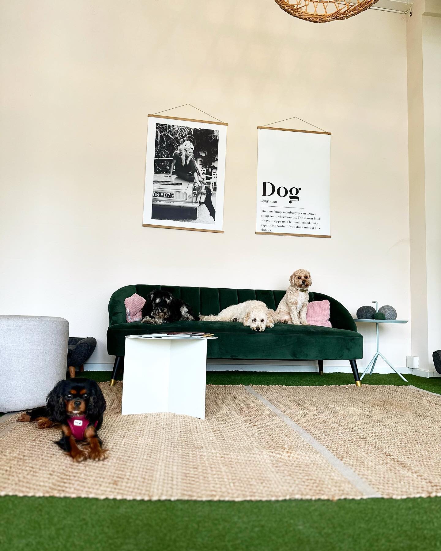 HAPPY FRIDAY❣️

#dogdaycare #daycare #together #dog #dogs #dogsofinstagram #photooftheday #friendship #co-exist #couch #treatyourself #zurich #dogsofzurich #love #beautiful #cute #everything #passion #boutique #school #grooming #happy #moments #enjoy