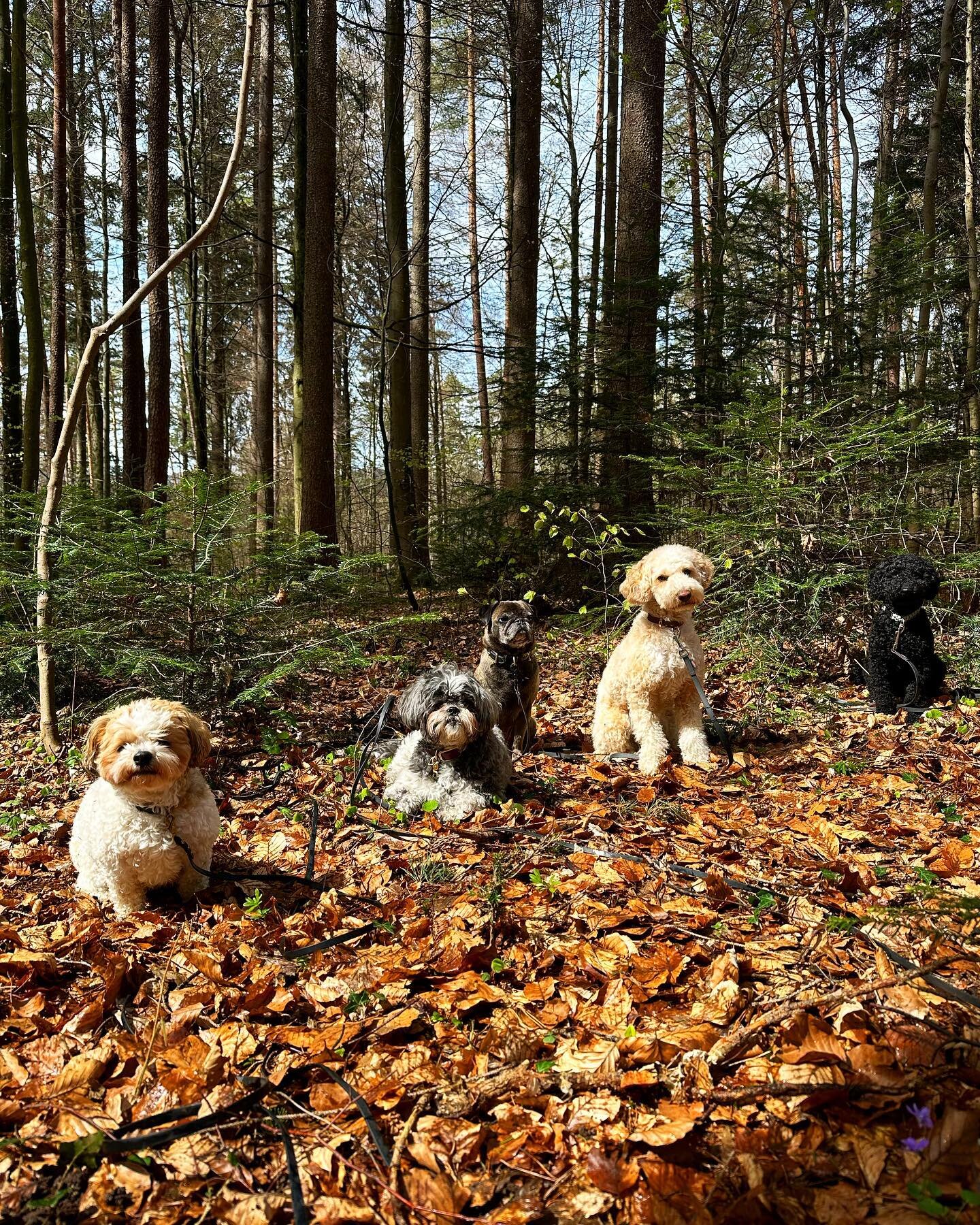 WE WISH YOU A WONDERFUL WEEKEND WITH A LOT OF HAPPY MOMENTS WITH YOUR FURRY BESTIES🐾❤️

#happy #moments #happymoments #dogaffair #fur #furfriends #bestfriends #furry #walk #forest #woods #together #weekend #enjoy #dog #dogs #dogsofzurich #dogsofinst