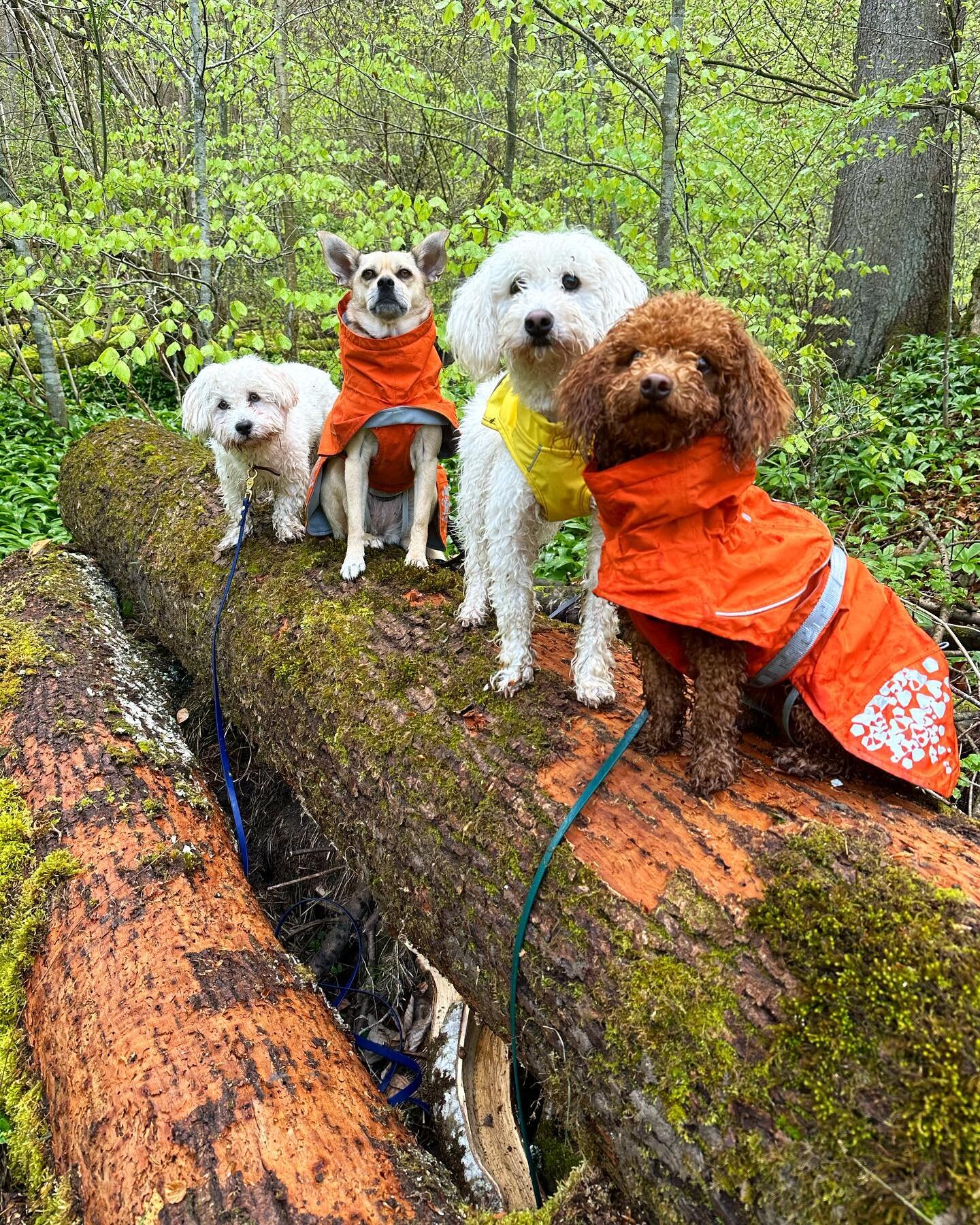 A DAYCARE QUESTION ABOUT RAINCOATS WE OFTEN HEAR:
'do i have to bring a raincoat to daycare for my dog?' the answer is, as so often, that it is only necessary if it is requested by you. if you give us one for your fur friend, we will put it on if it 