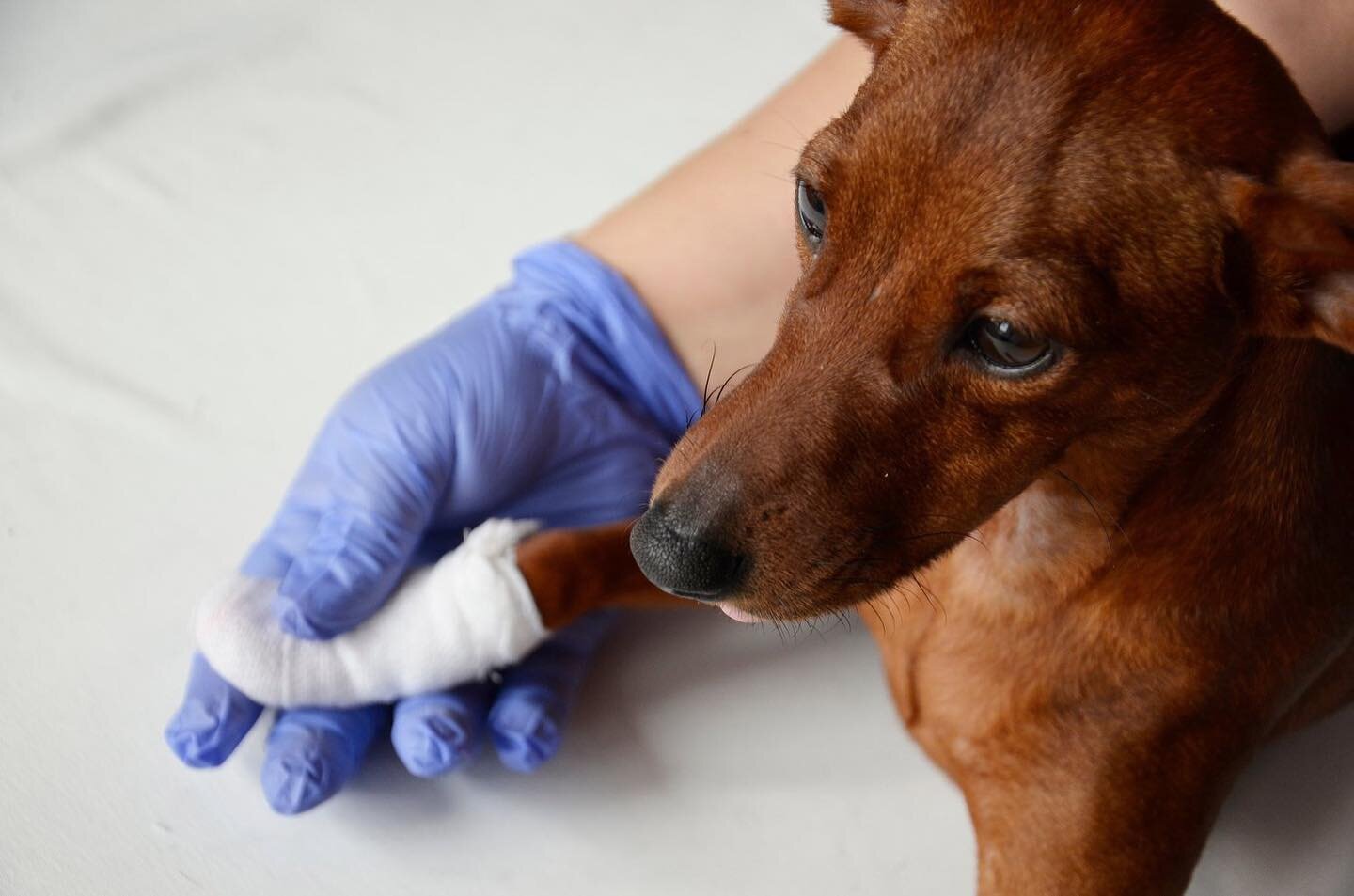 Do you know how to act in an EMERGENCY case from your DOG? 🚨
Grab your spot on our first aid training THIS SATURDAY to learn how to act and get a first aid kit to be well prepared if it is needed!
🚑 Book now on our website under dog school, group l