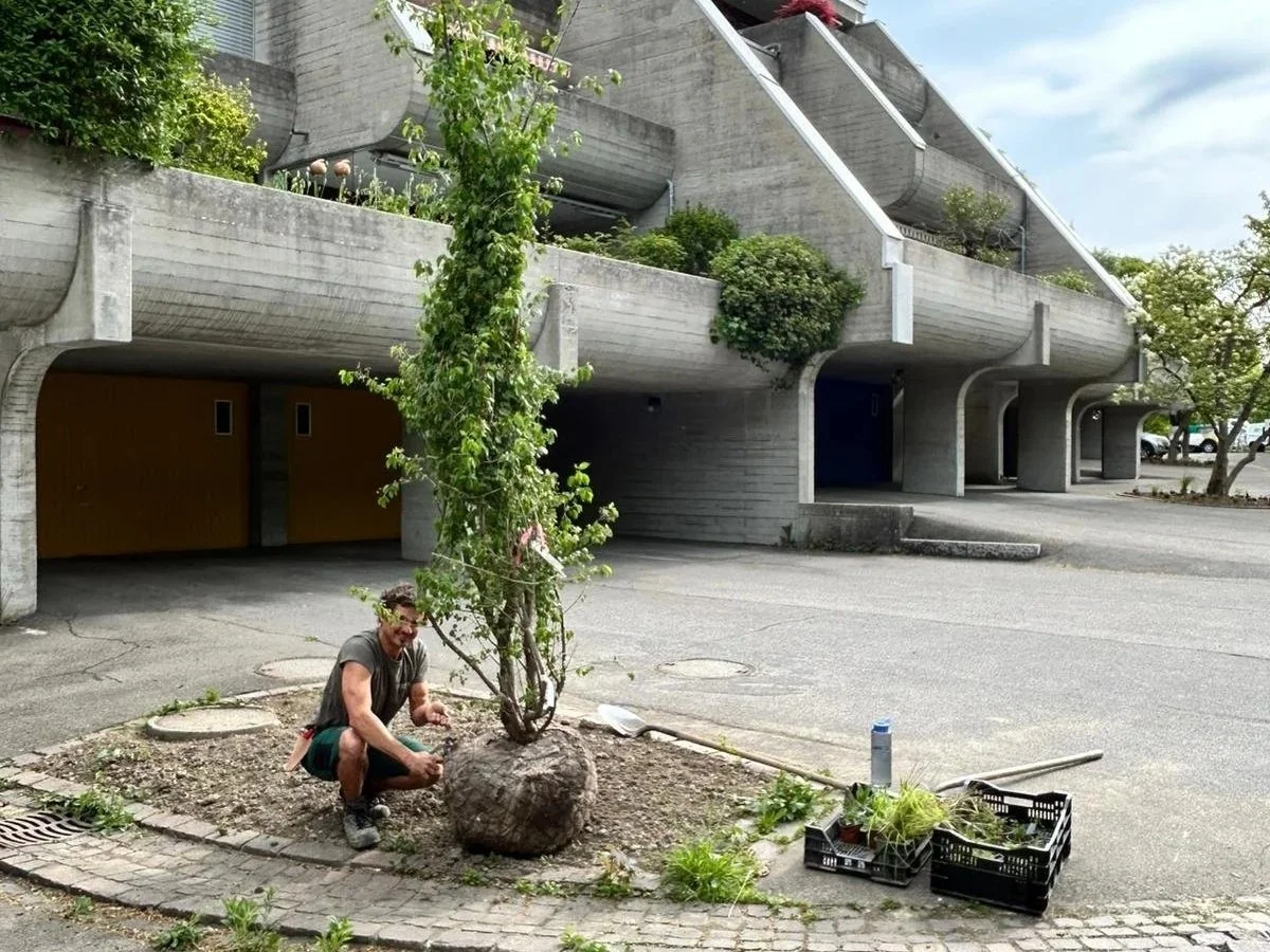 Überbauung Obere Halden: Die ersten beiden Teilflächen sind begrünt!