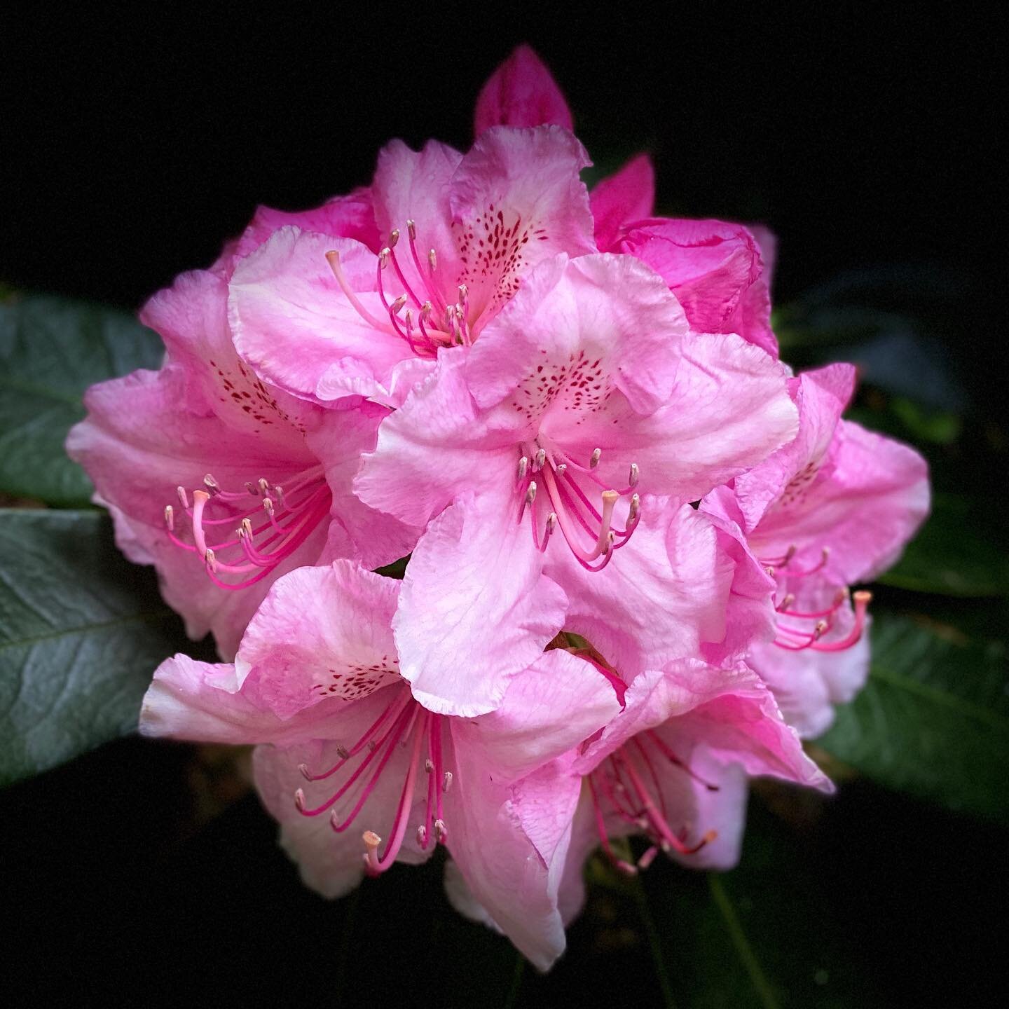 ‪The Rhododendrons are looking spectacular in the woods at t‬his time of the year #nofilter #outdoors #rhododendron