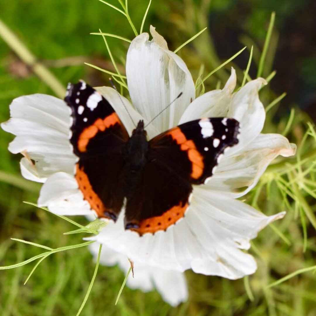 Loads of Red Admirals in the garden today between light showers. Nice to see #lakedistrict #cumbria #butterfly #nature