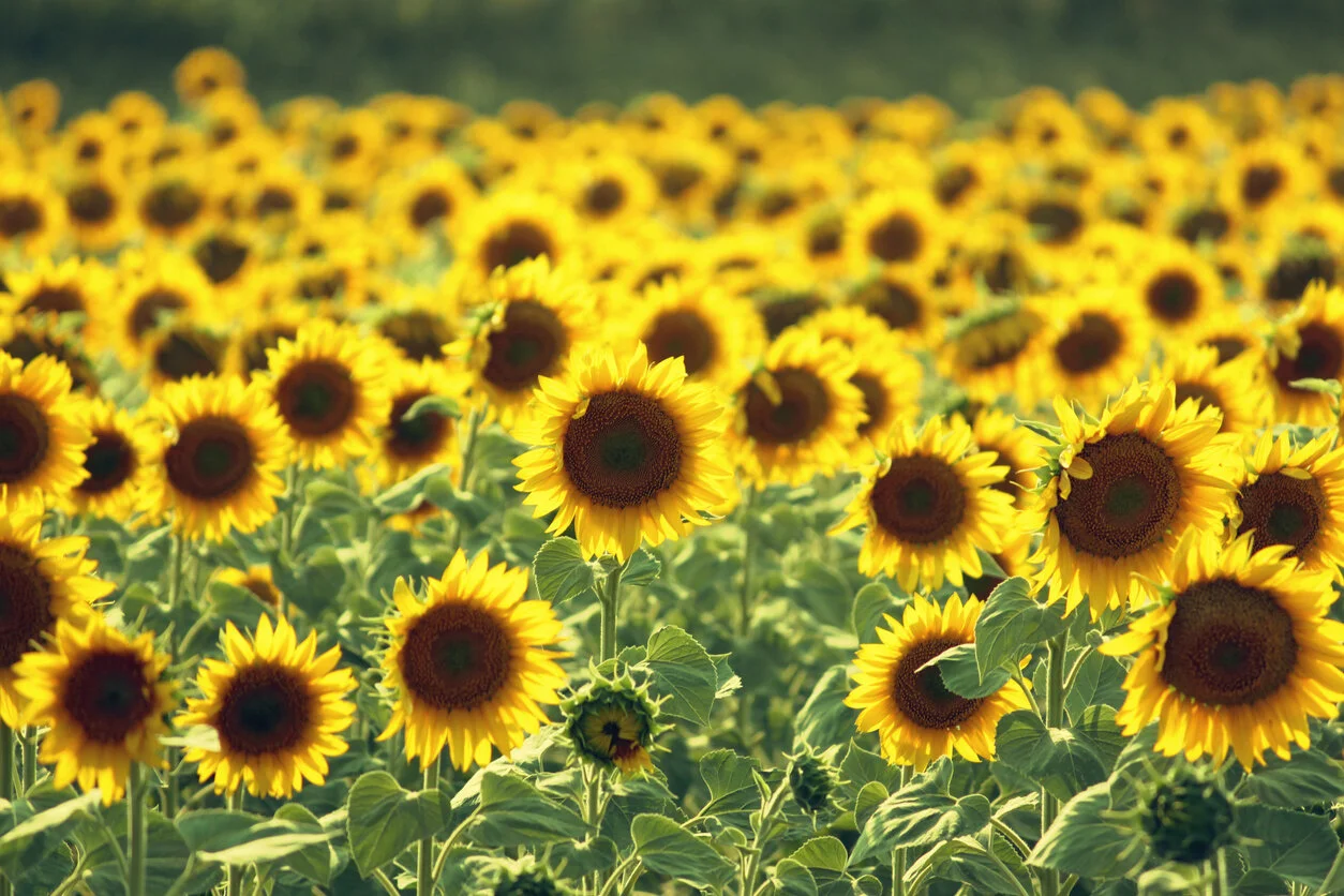 sunflowers.jpg