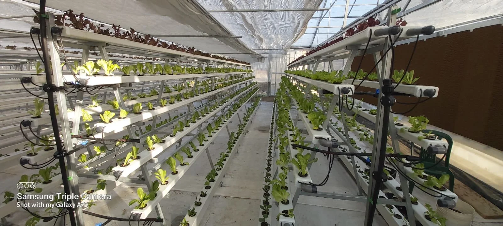 Interior of a hydroponic greenhouse with multiple rows of leafy green plants growing in white trays. The trays are supported by metal structures, and there are black drip irrigation lines attached to each row. The greenhouse is covered with a translucent roof allowing sunlight to enter.