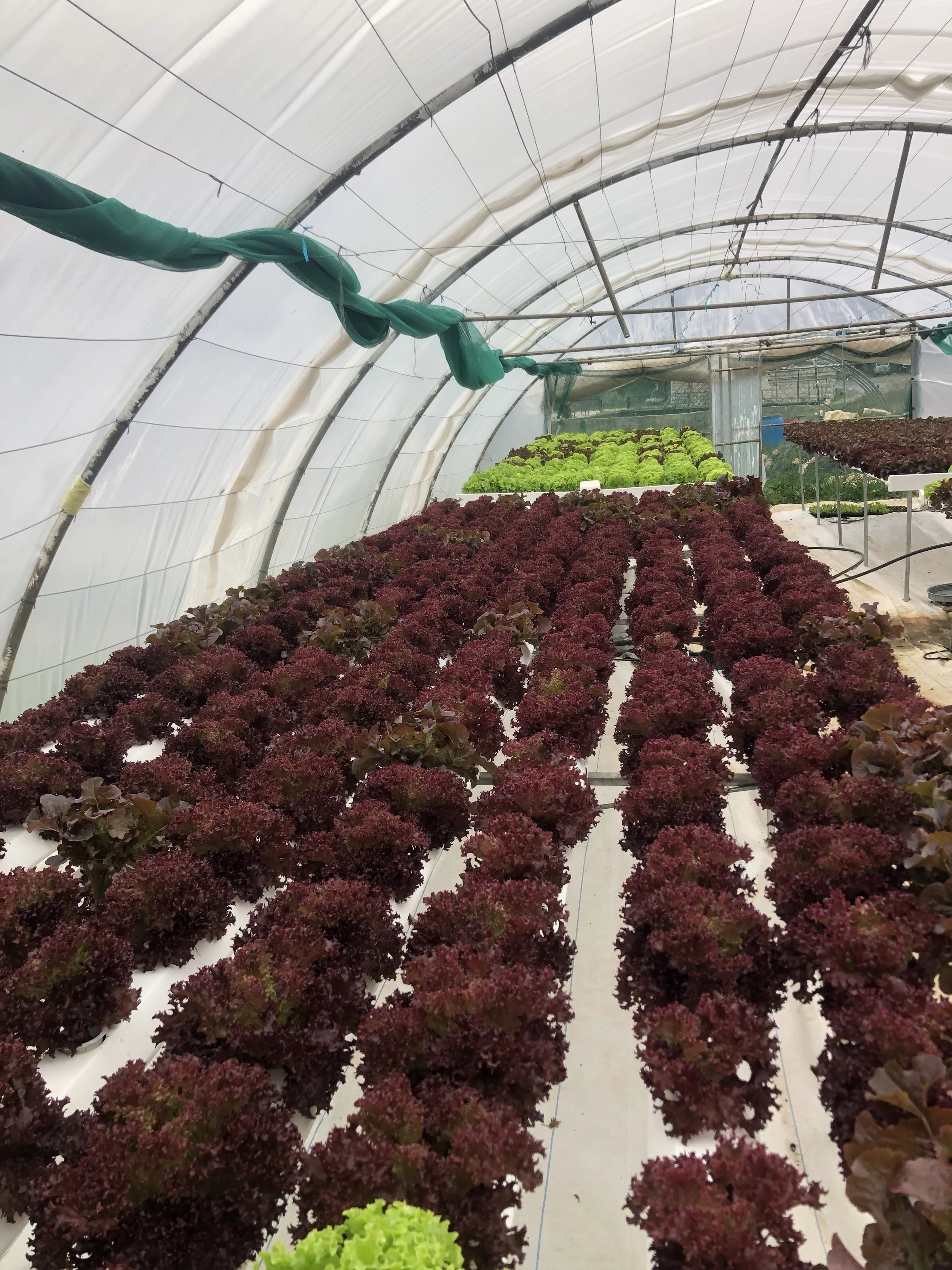 Wood chips and white mold in compost pile