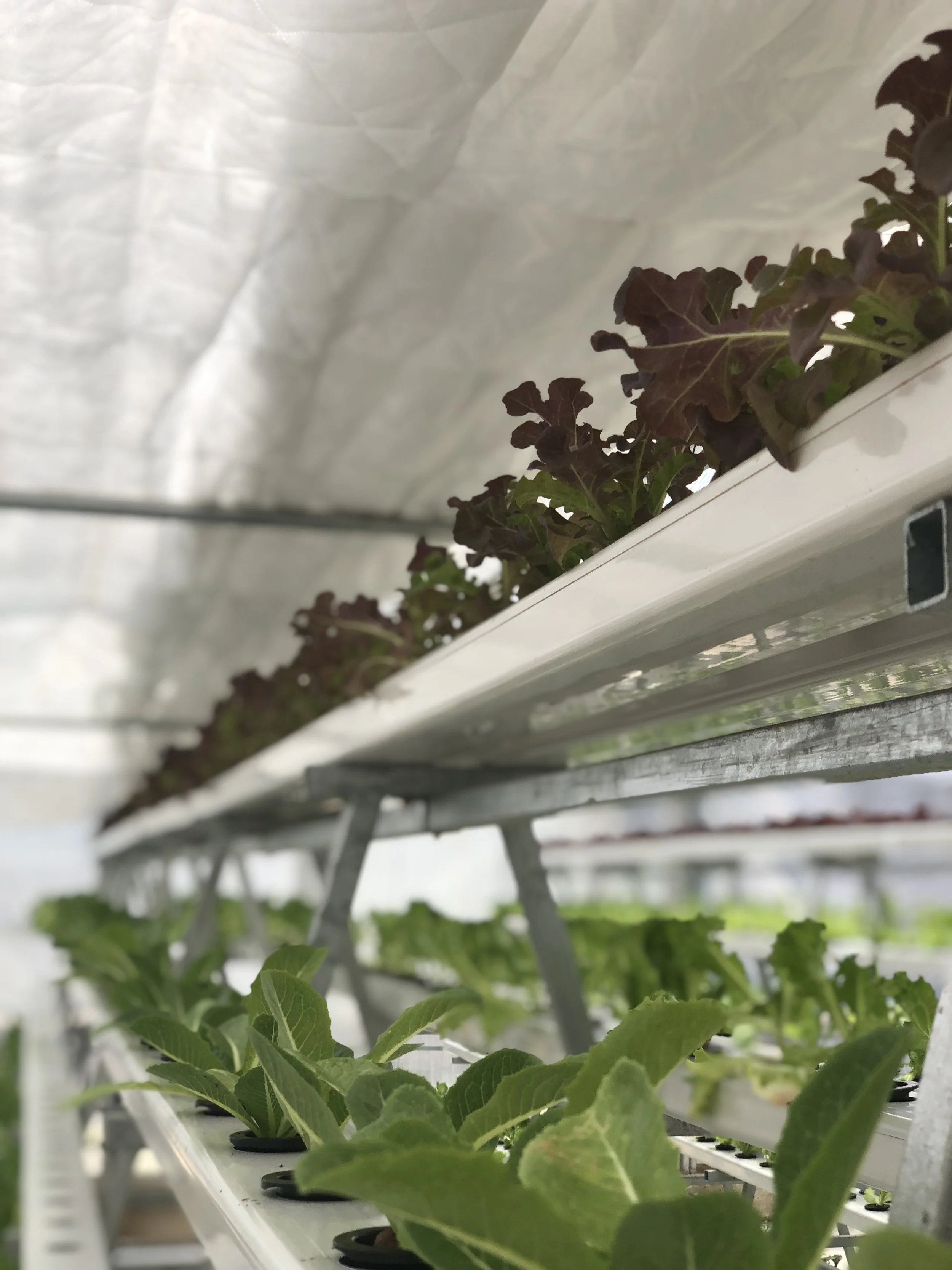 Indoor hydroponic farm with rows of leafy green and red lettuce growing in a controlled environment.
