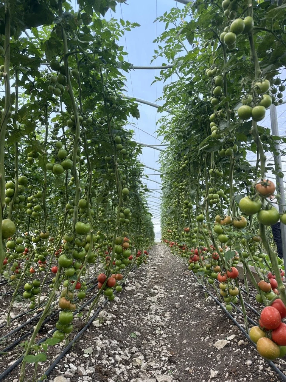 Organic tomato clusters in a greenhouse 