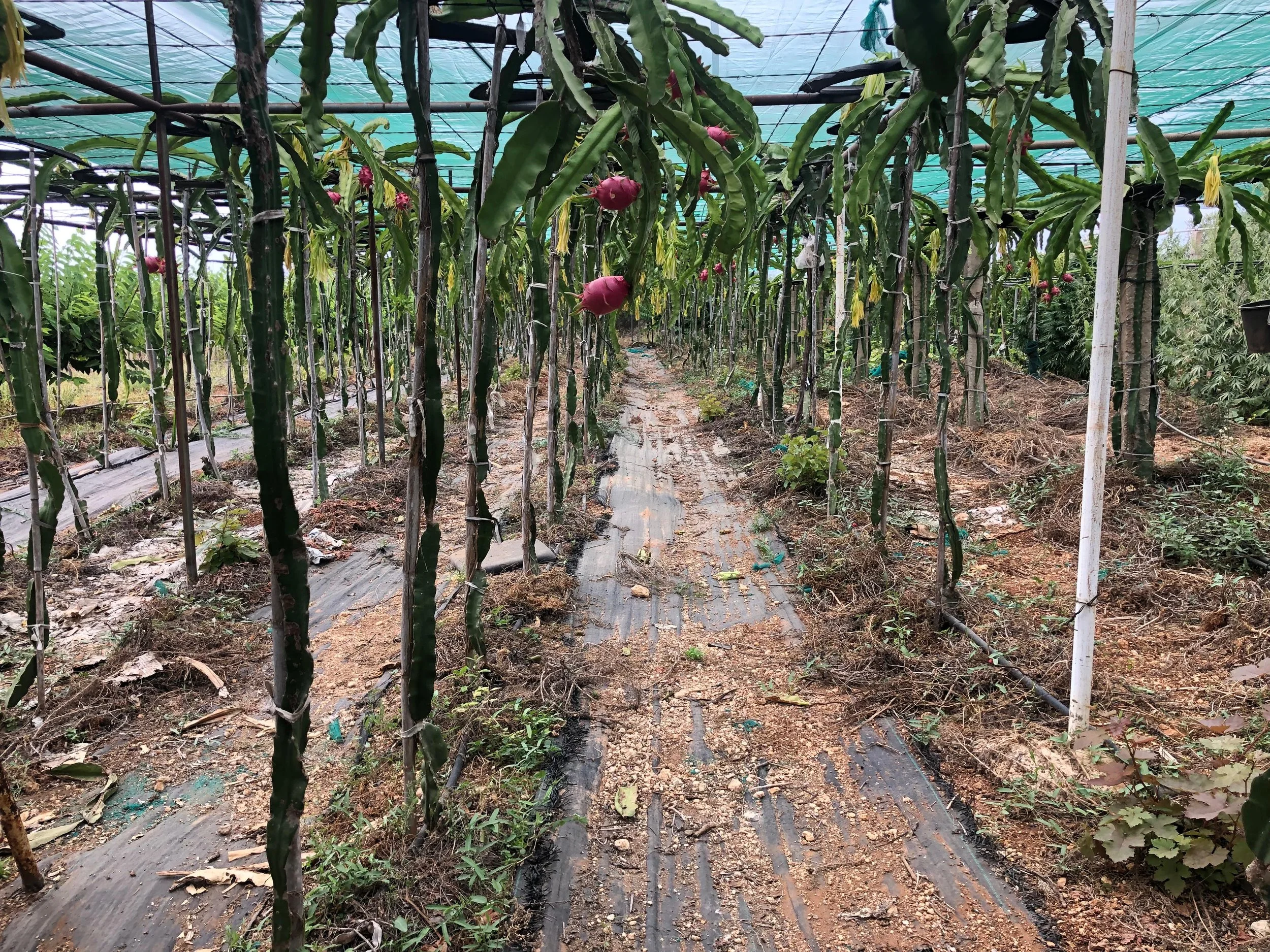 2 year old dragon fruit orchard
