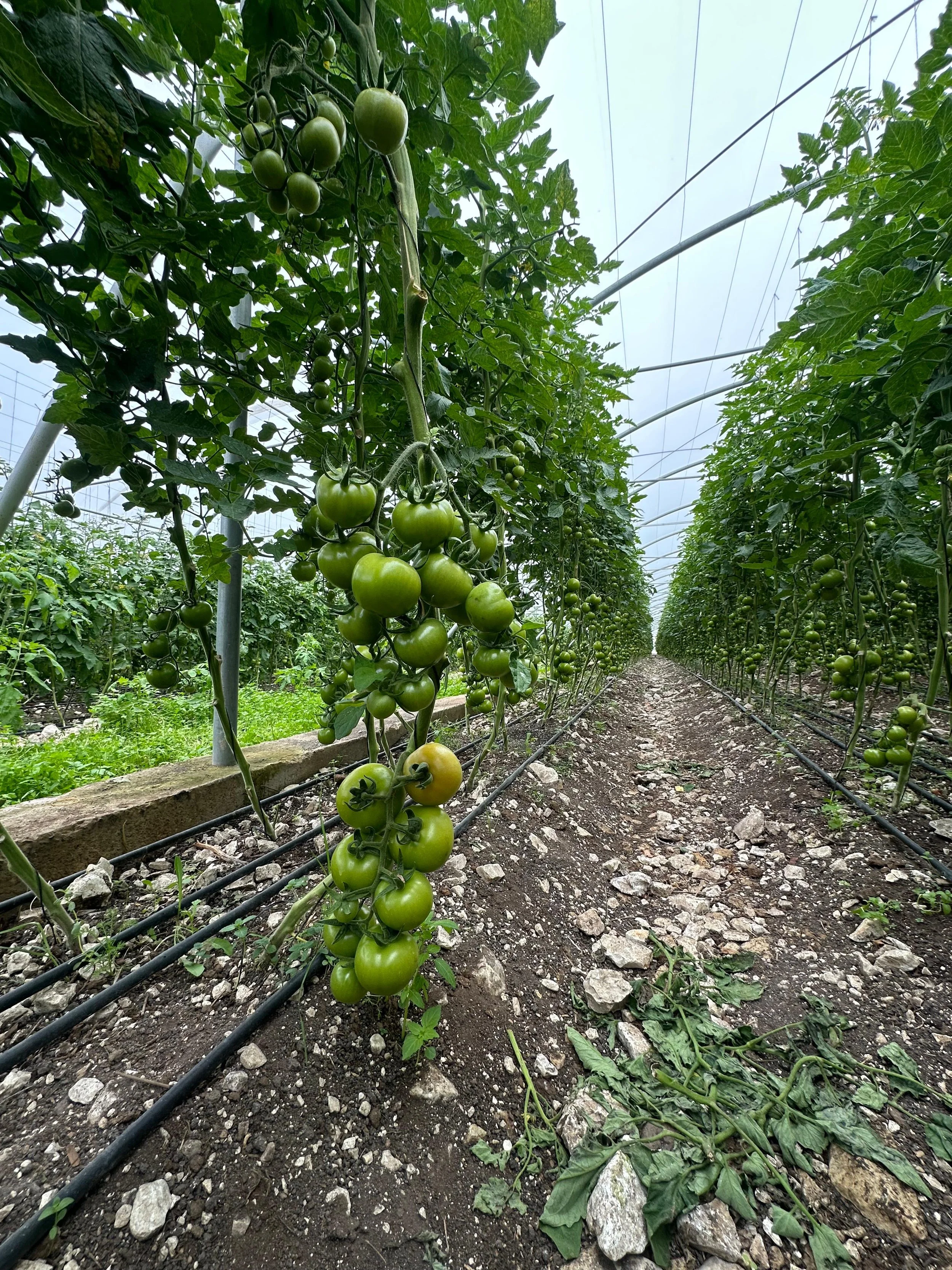Organic Certified Tomato Greenhouse  with large tomato clusters