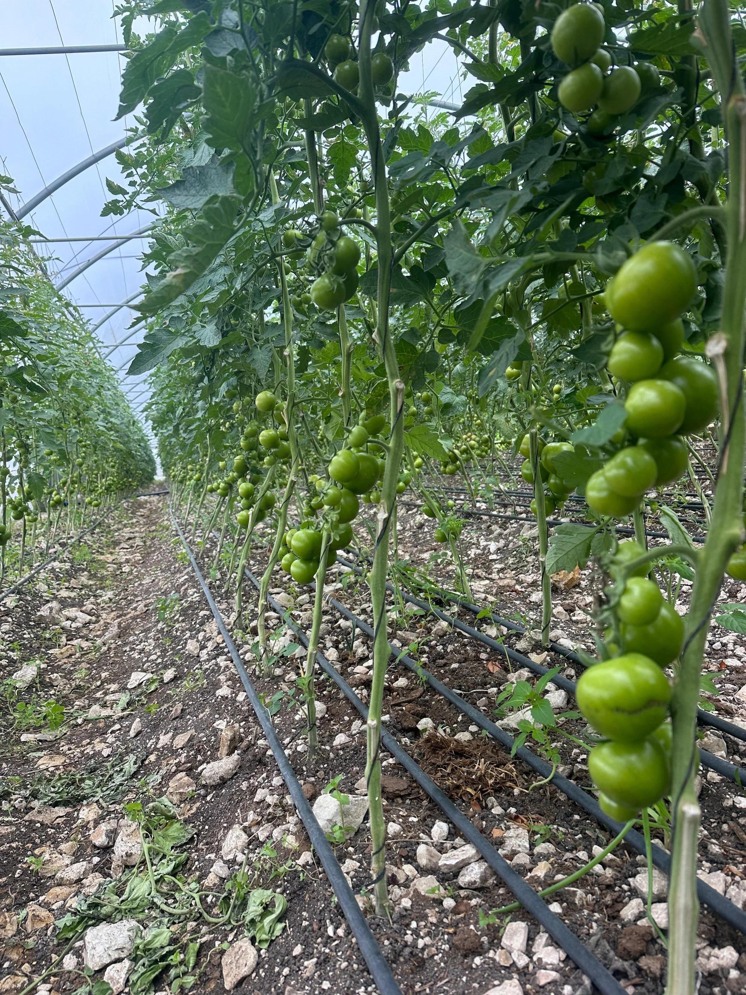 Organic tomato clusters in a greenhouse 
