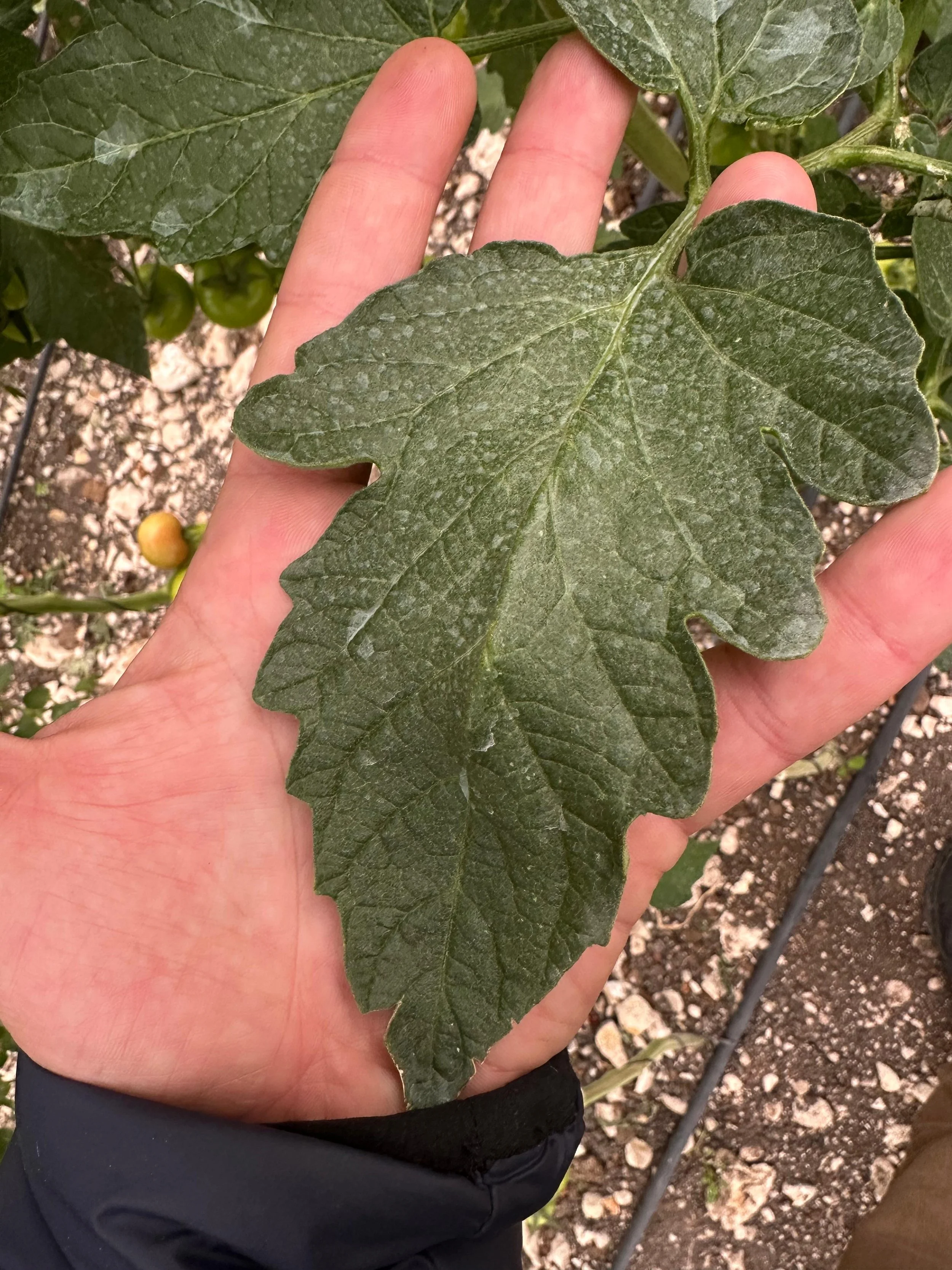 Giant Sized Organic Tomato leaf 