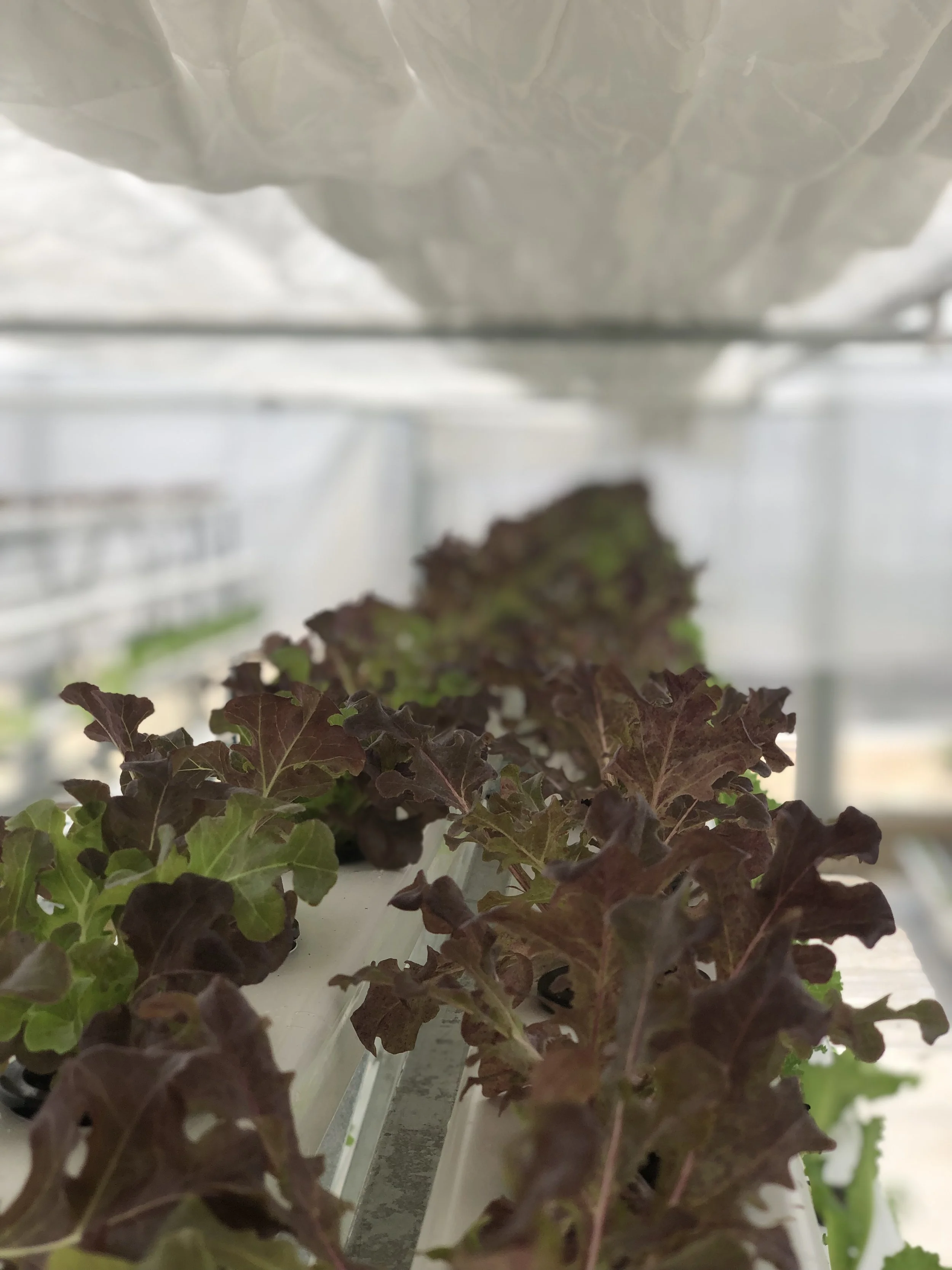 Landscape with trees, a pile of soil or mulch, and an agricultural machine partially covered with a tarp at sunset.