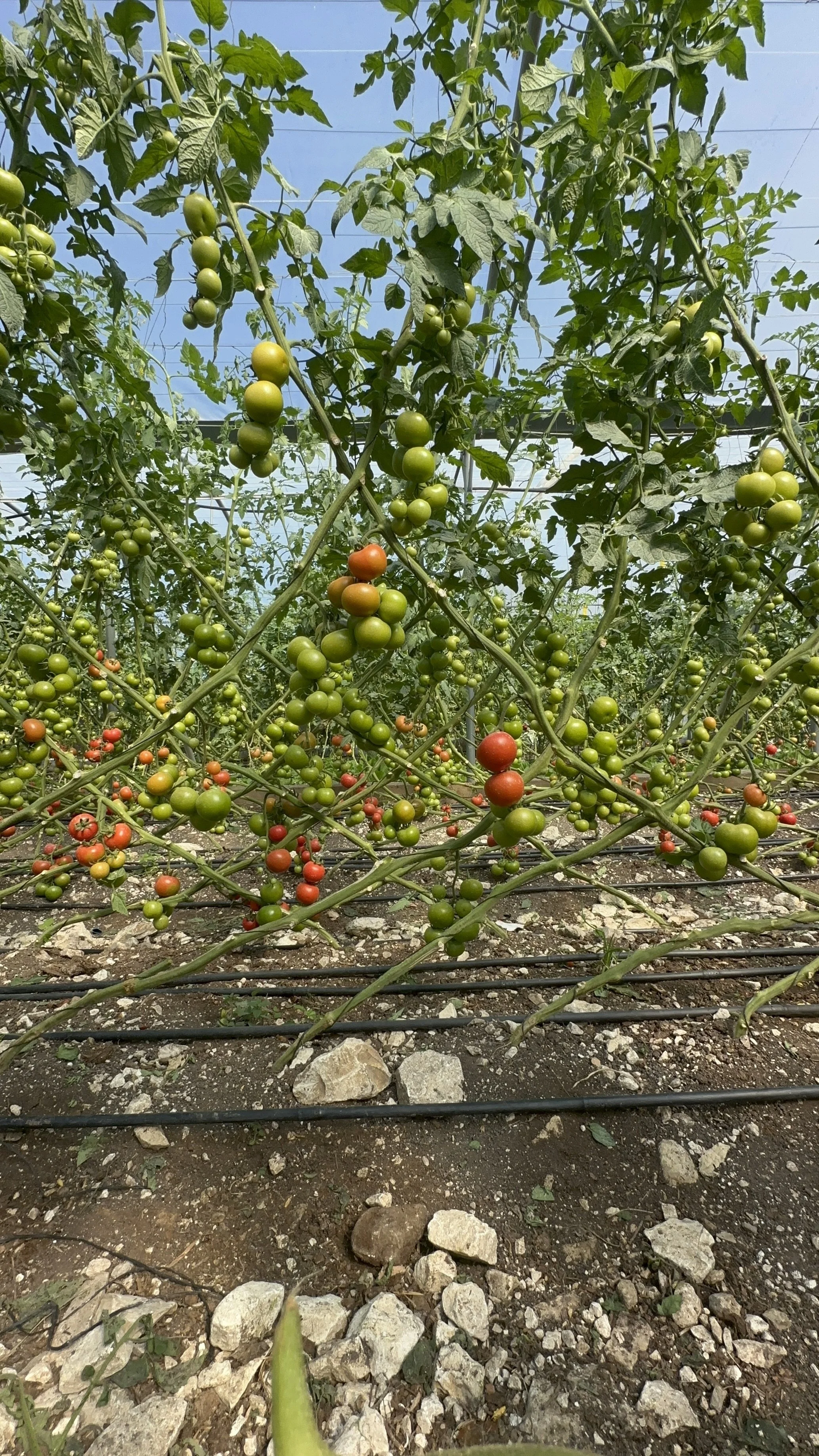 Lowered and Leaned Tomatoes 