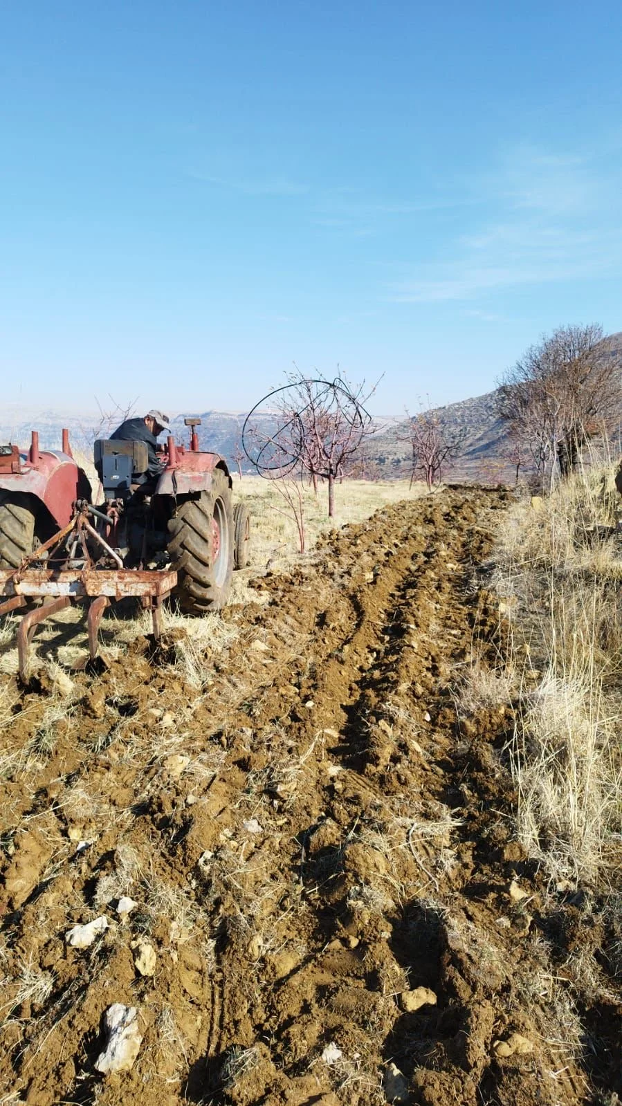 Planting cover crops in the apple orchard 