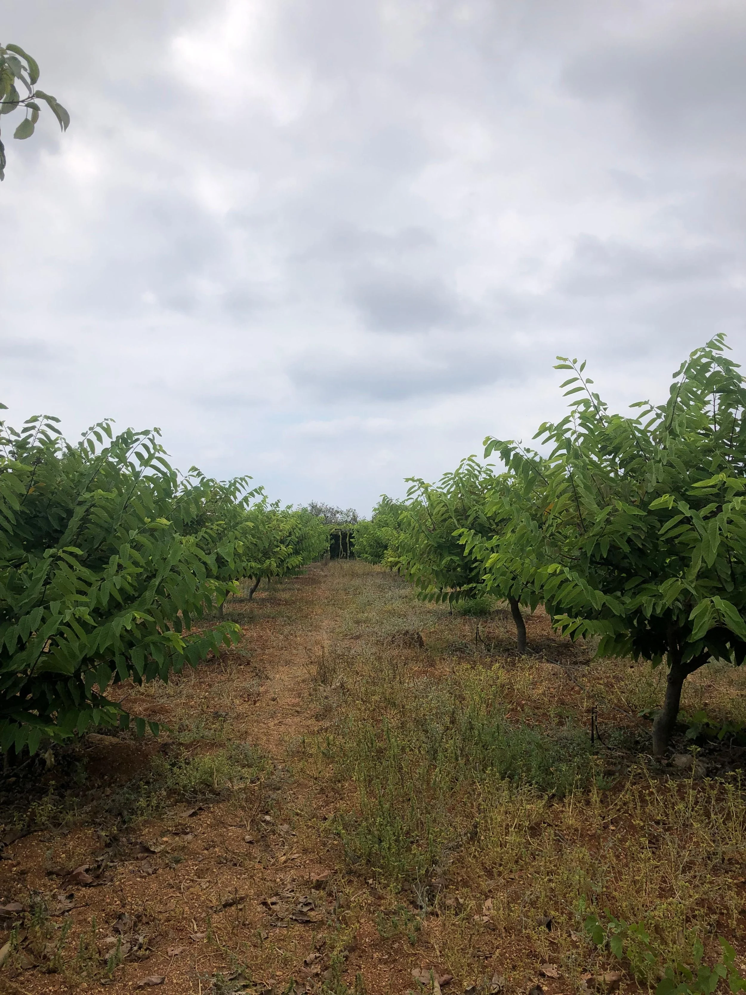 Sugar Apple and Mango Orchard