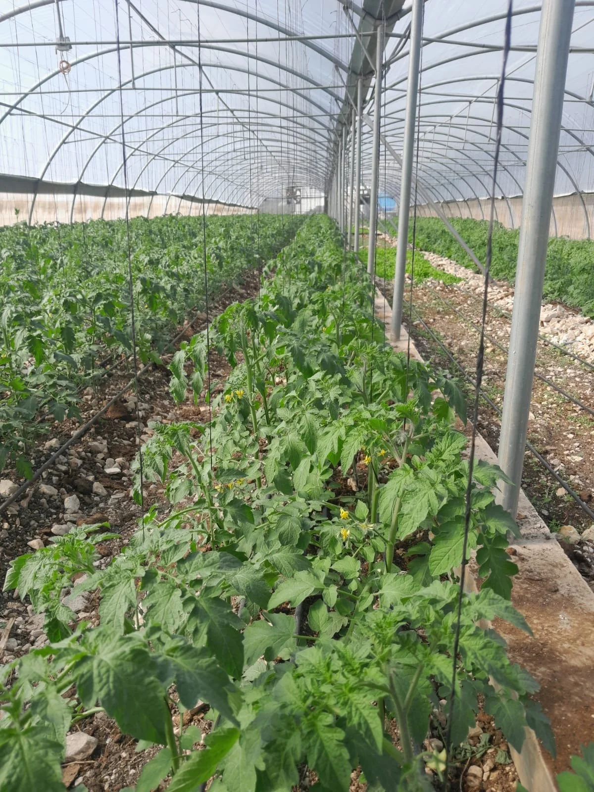 Tomato Greenhouse 