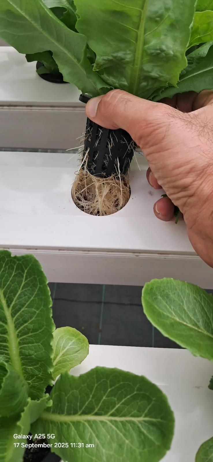 Healthy lettuce roots in a hydroponic system 
