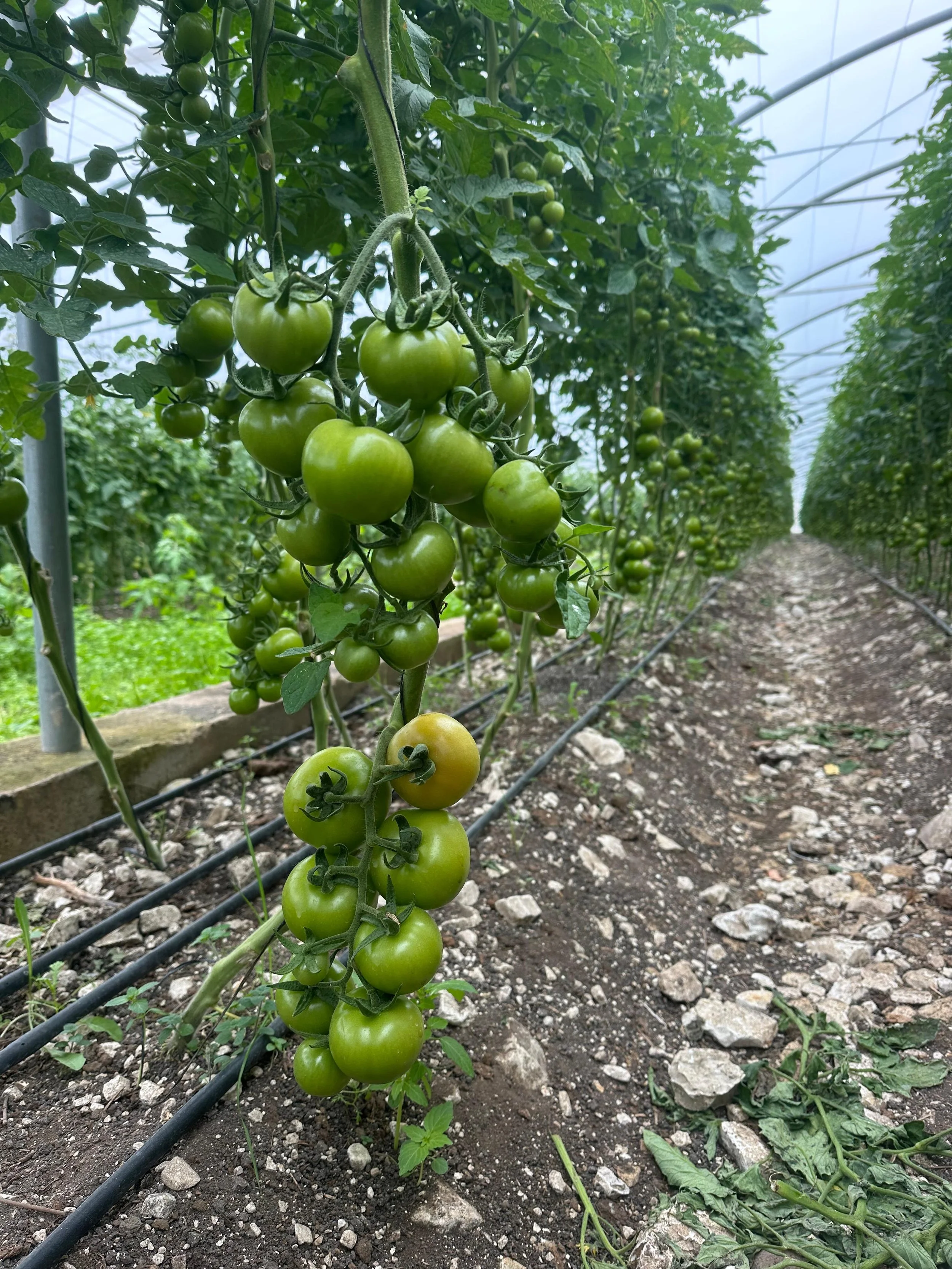 Organic Tomato greenhouse