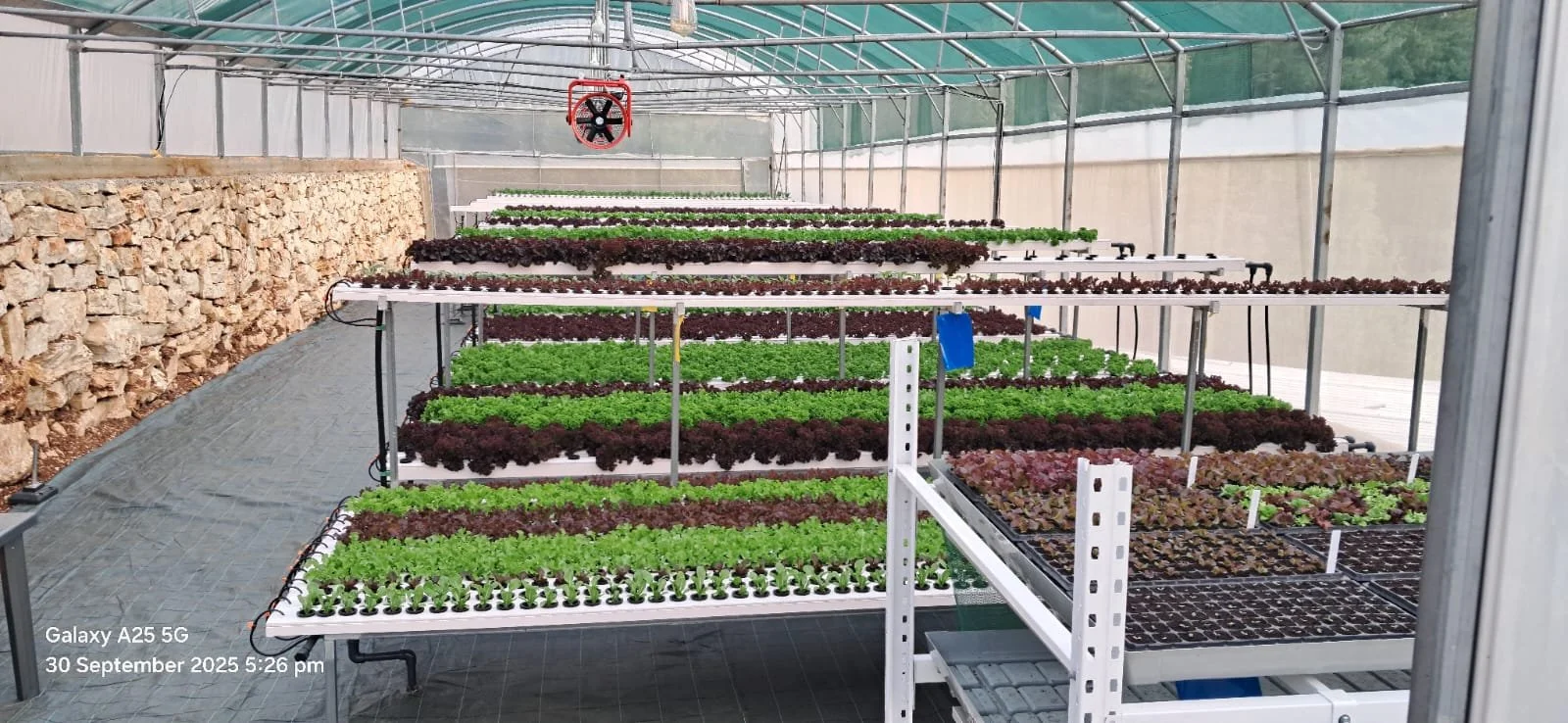 Mixed greens hydroponic greenhouse with nursery 