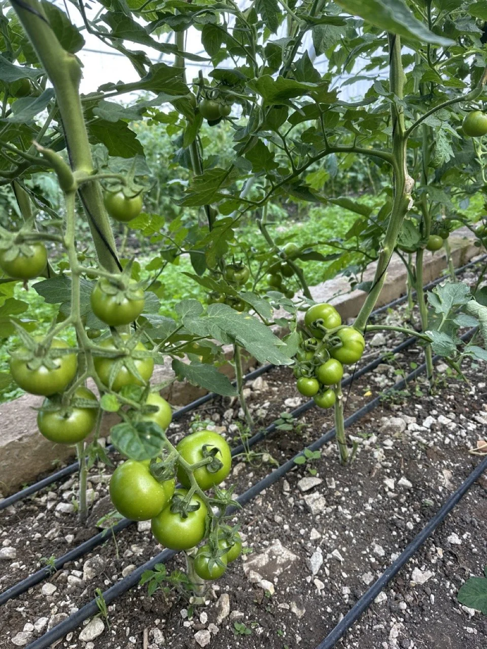 Tomato Greenhouse