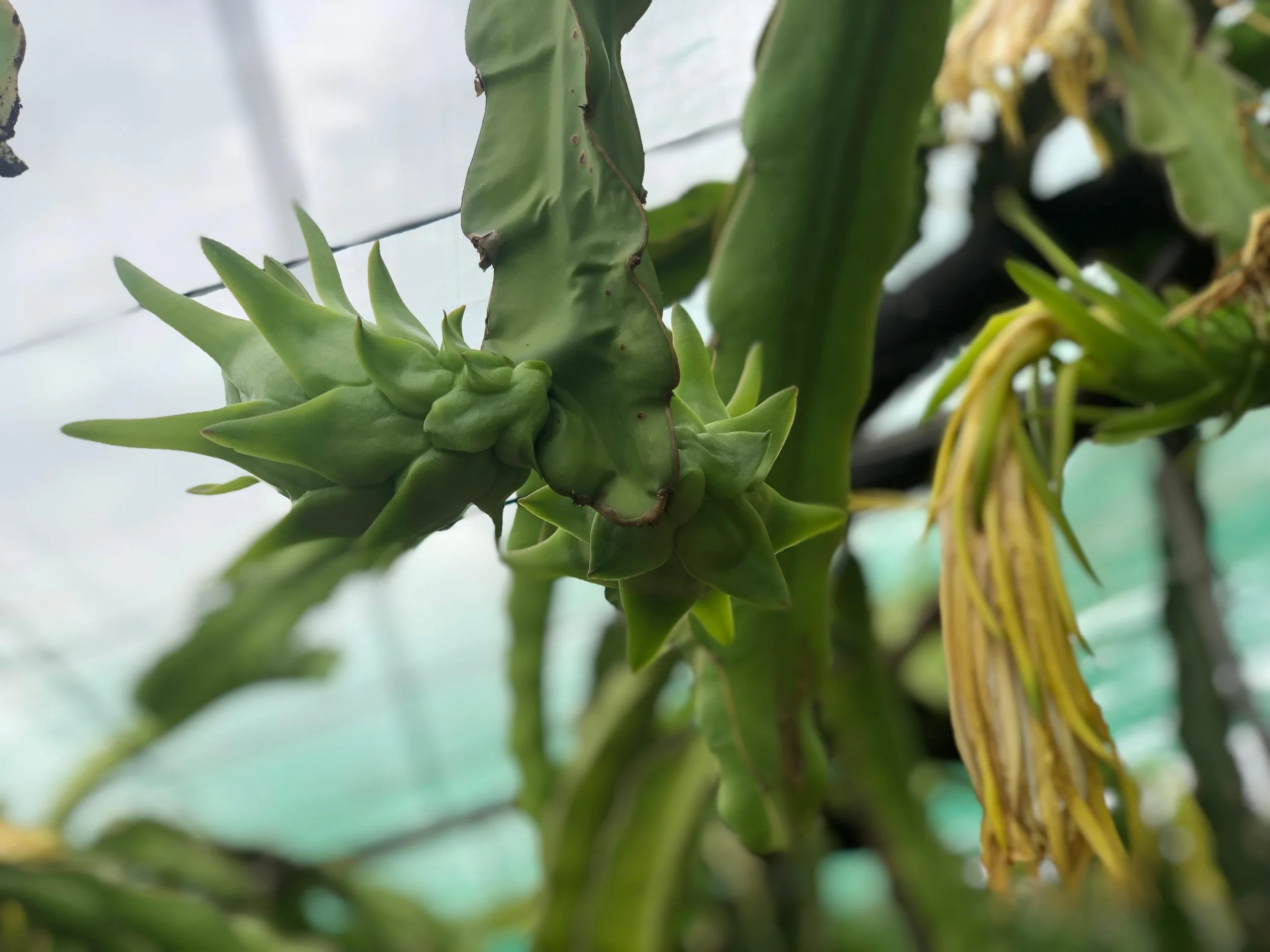 Dragon fruit flower in a orchard 