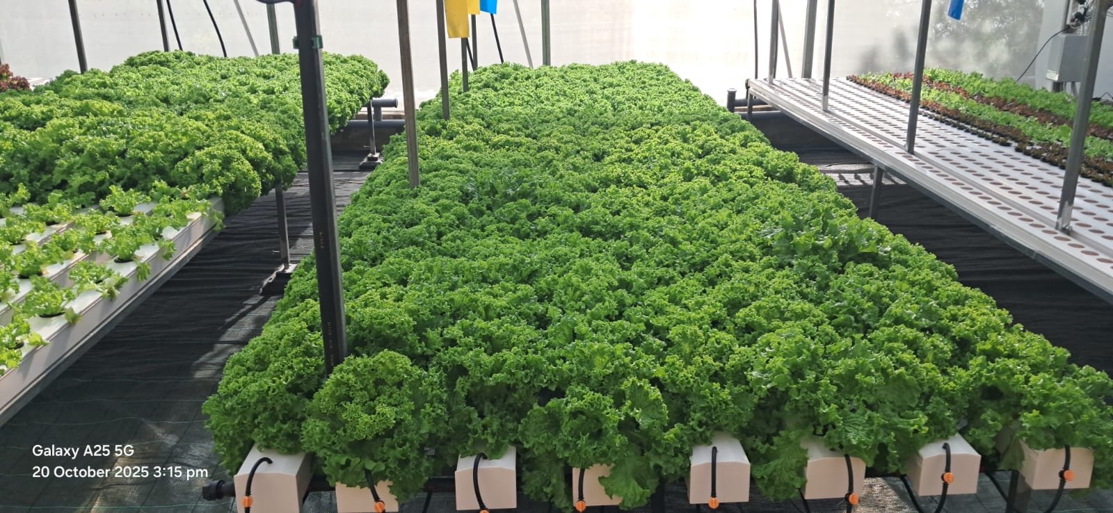 Sea of green lettuce in hydroponic system 