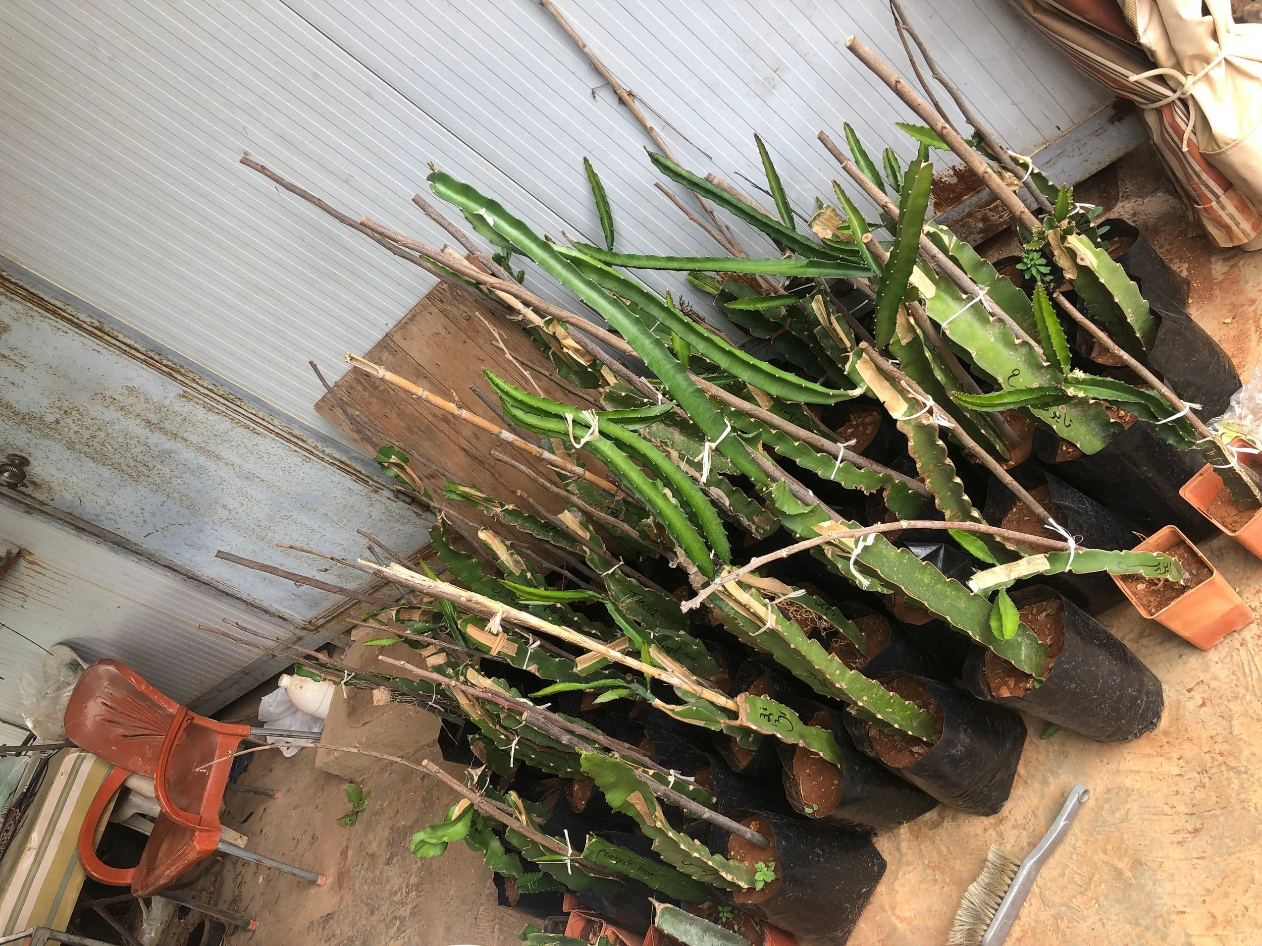 Dragon Fruit Nursery Baby Vines 