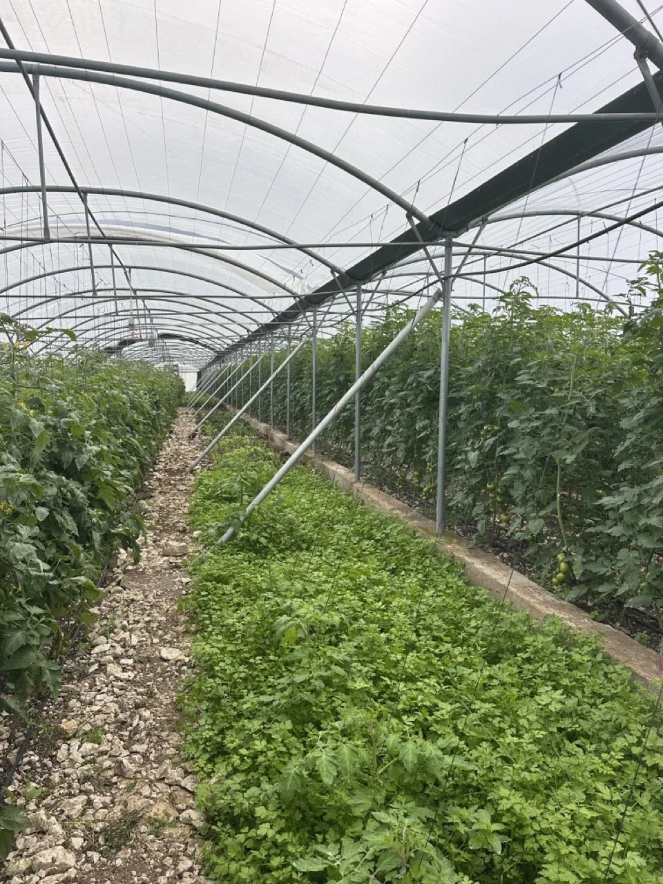 Greens Production in tomato greenhouse