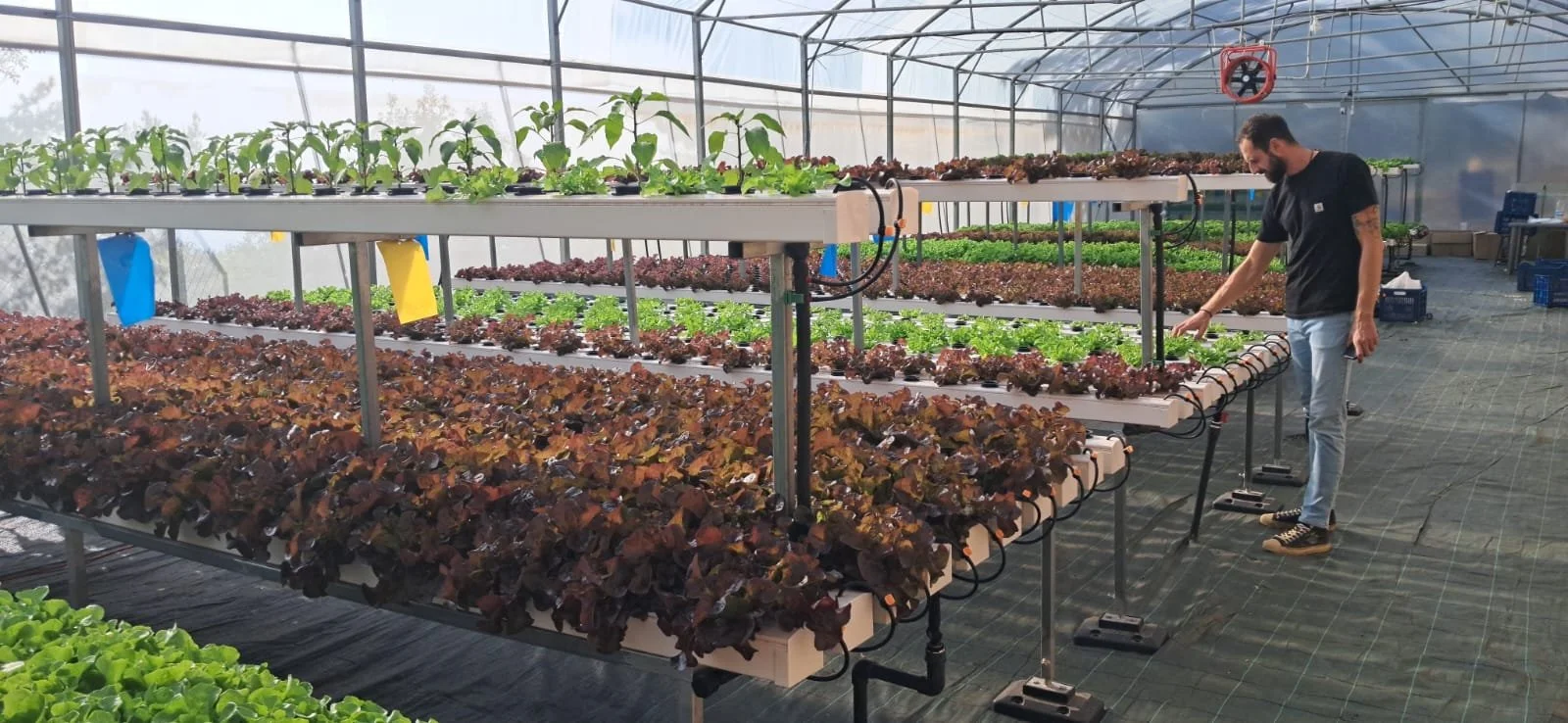 Mixed Greens Hydroponic greenhouse 