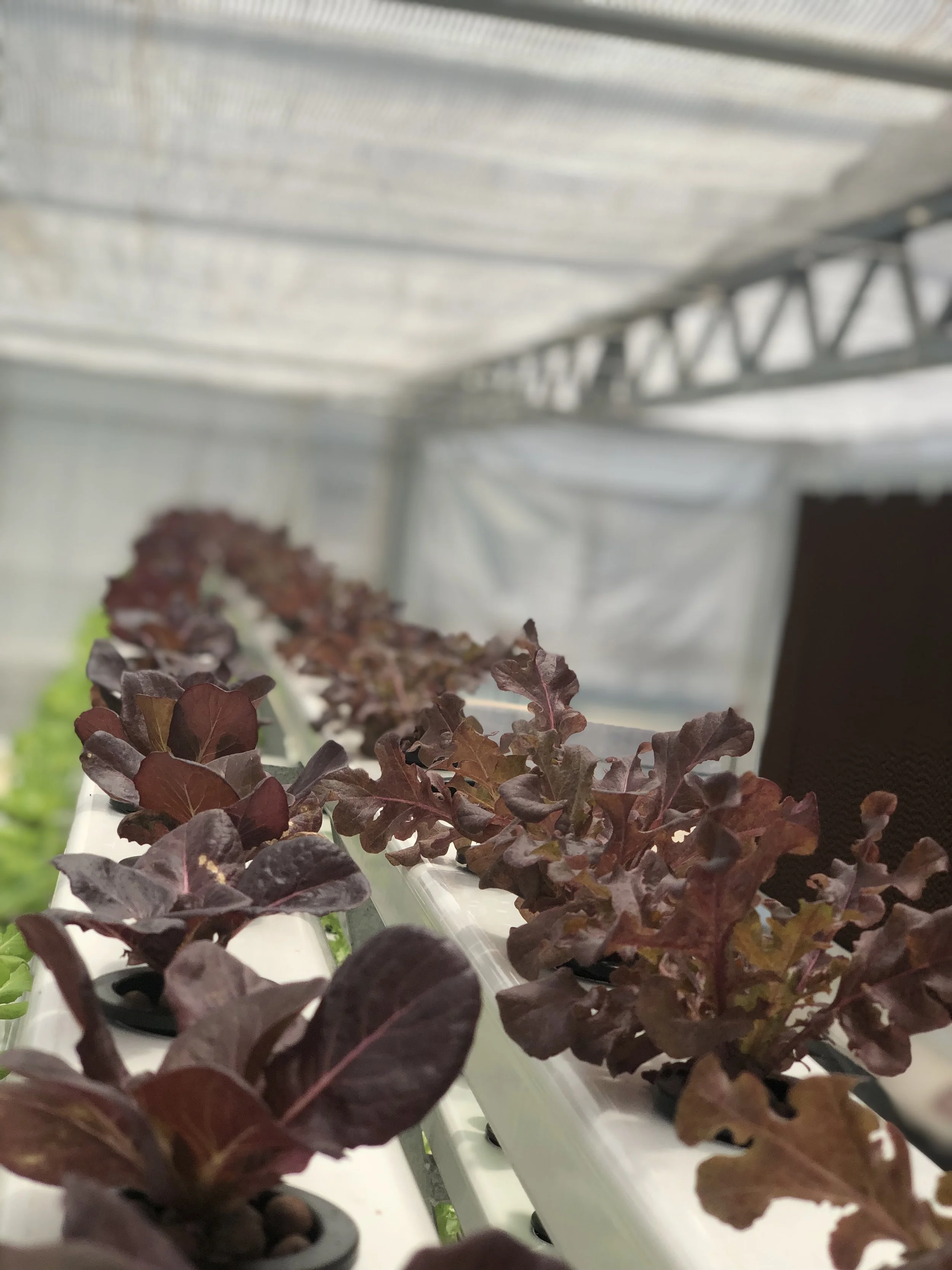 Compost pile covered with plastic