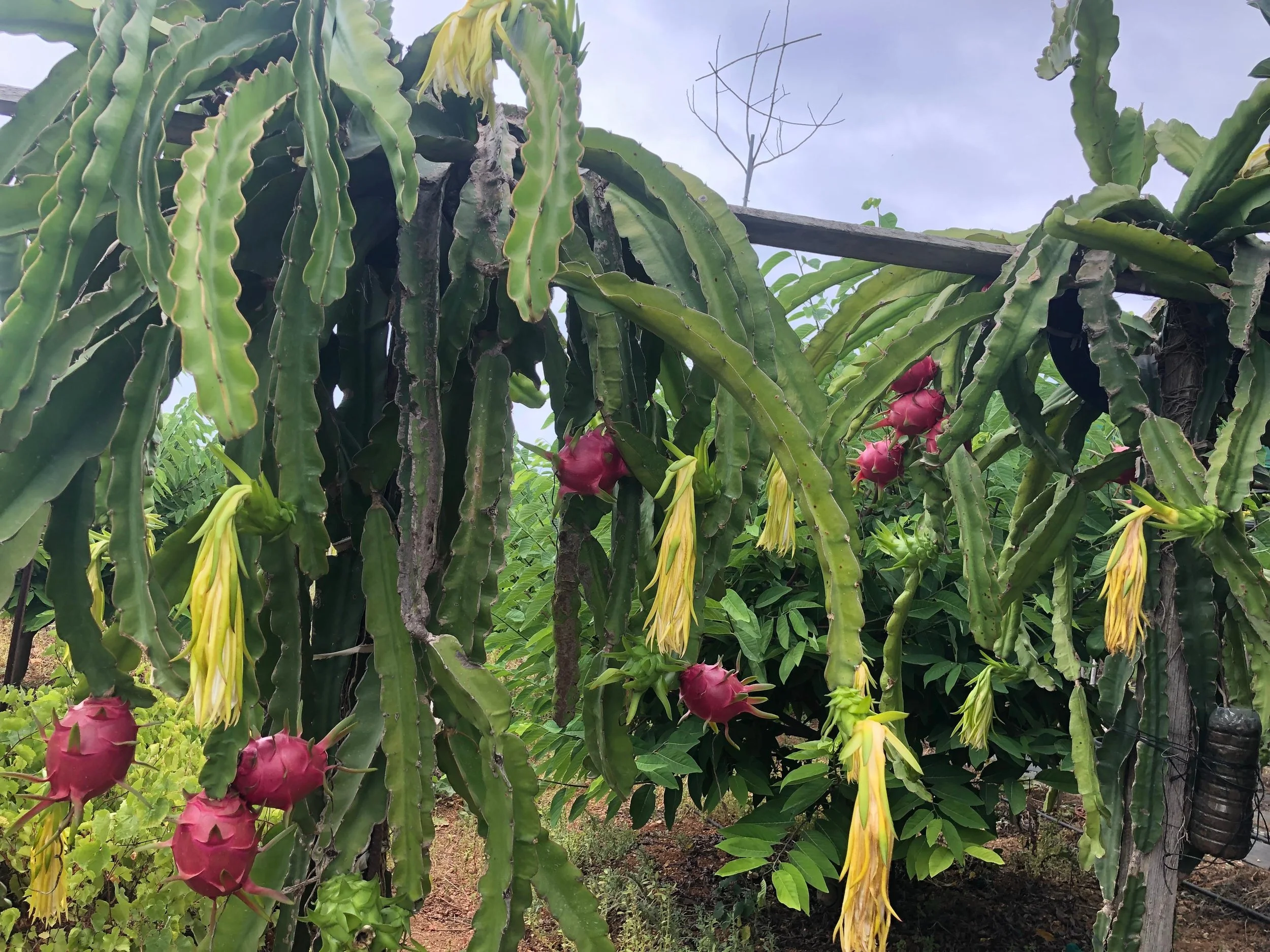 Dragon Fruit Vines Full Of Fruits 