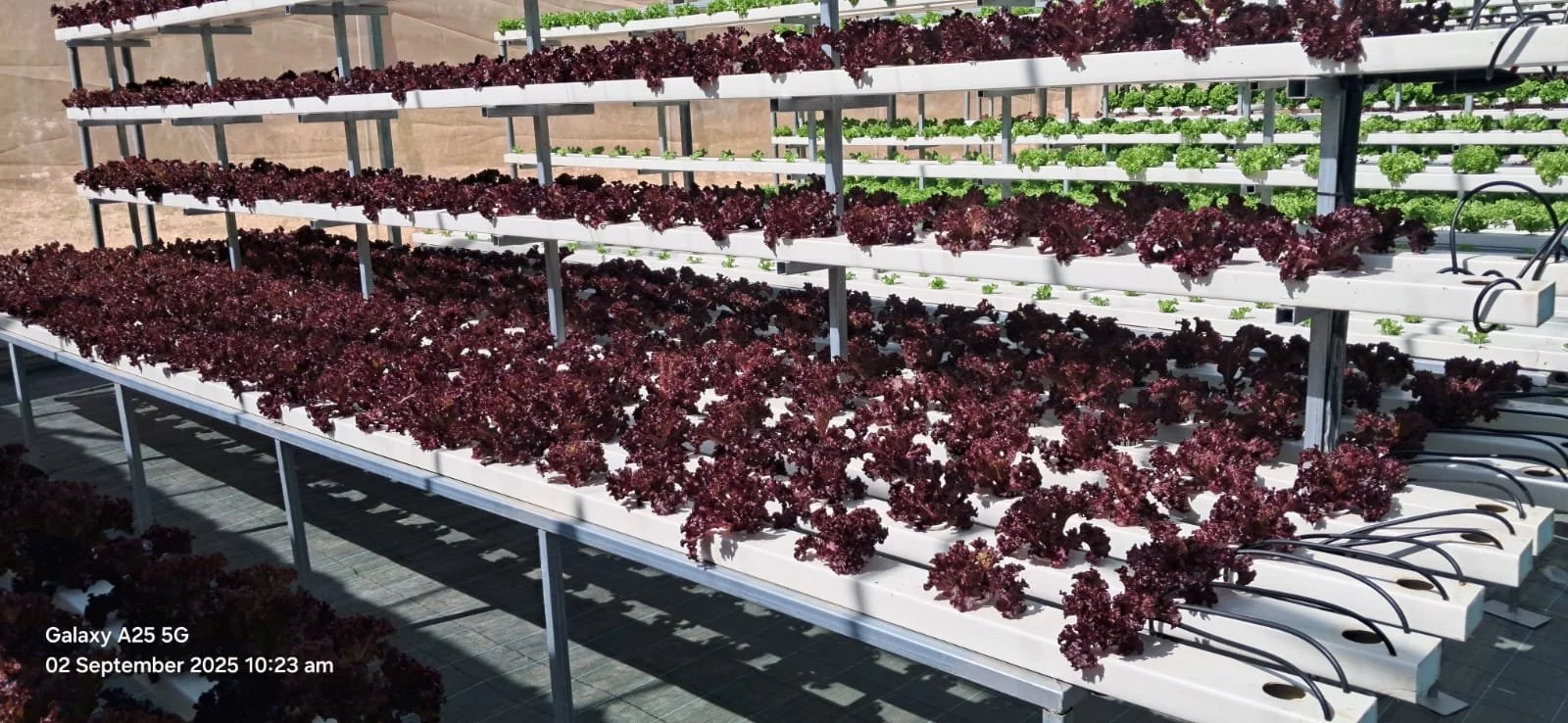 Vertical Hydroponic system 