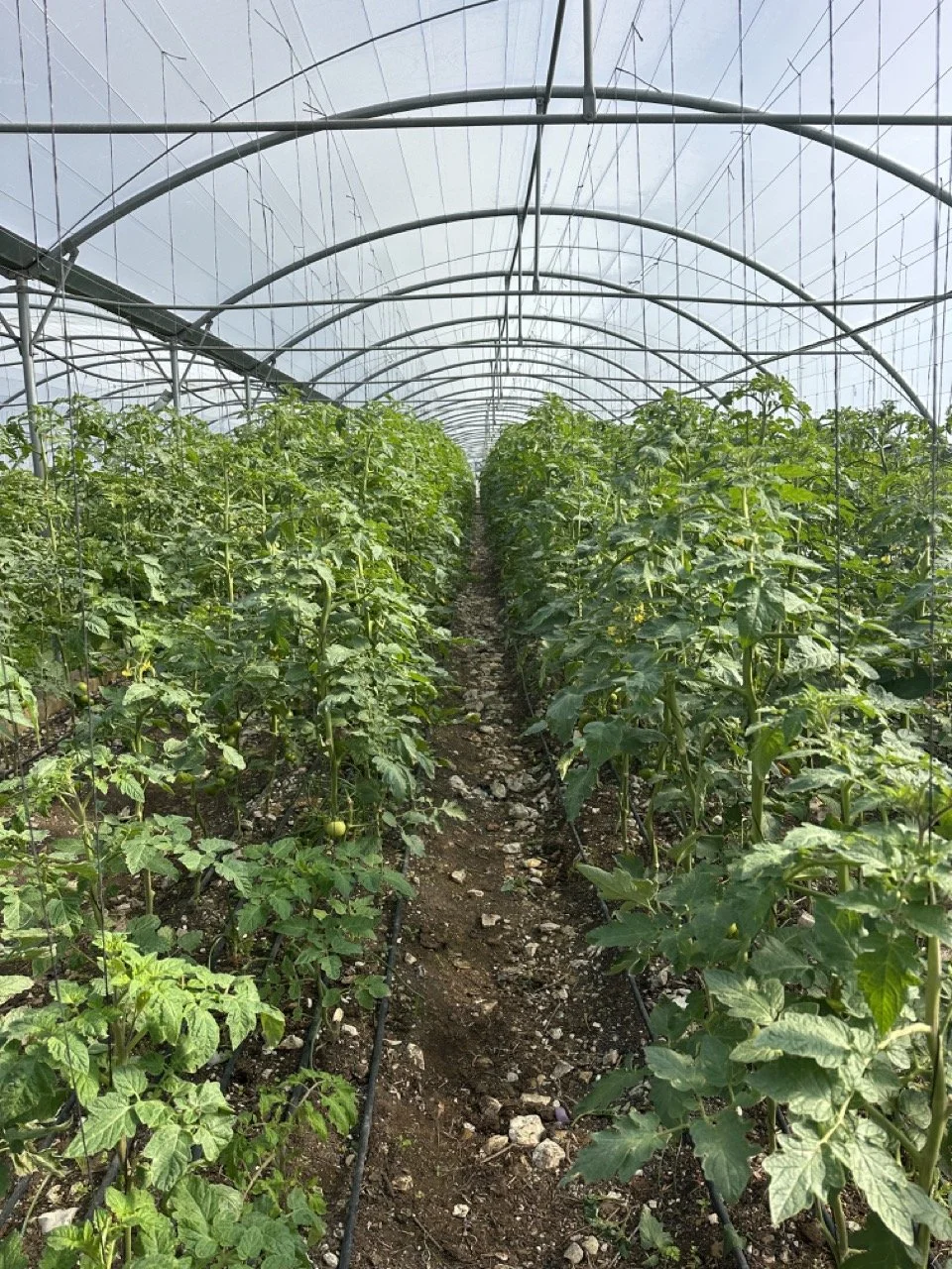 Tomato Greenhouse  