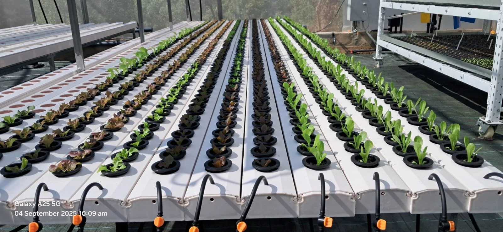 Red and green lettuce in a hydroponic system 