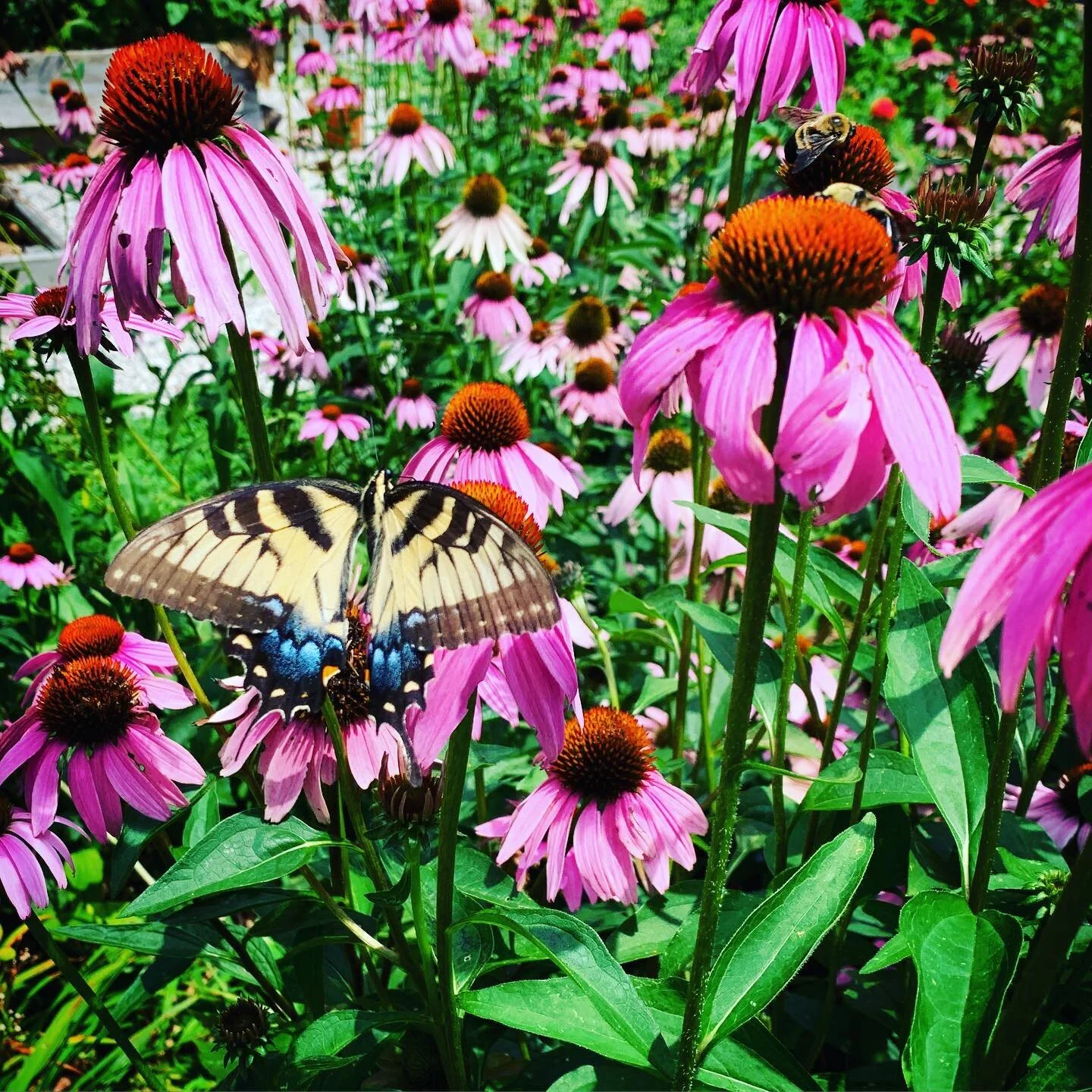 Purple flowers with yellow and brown butterfly