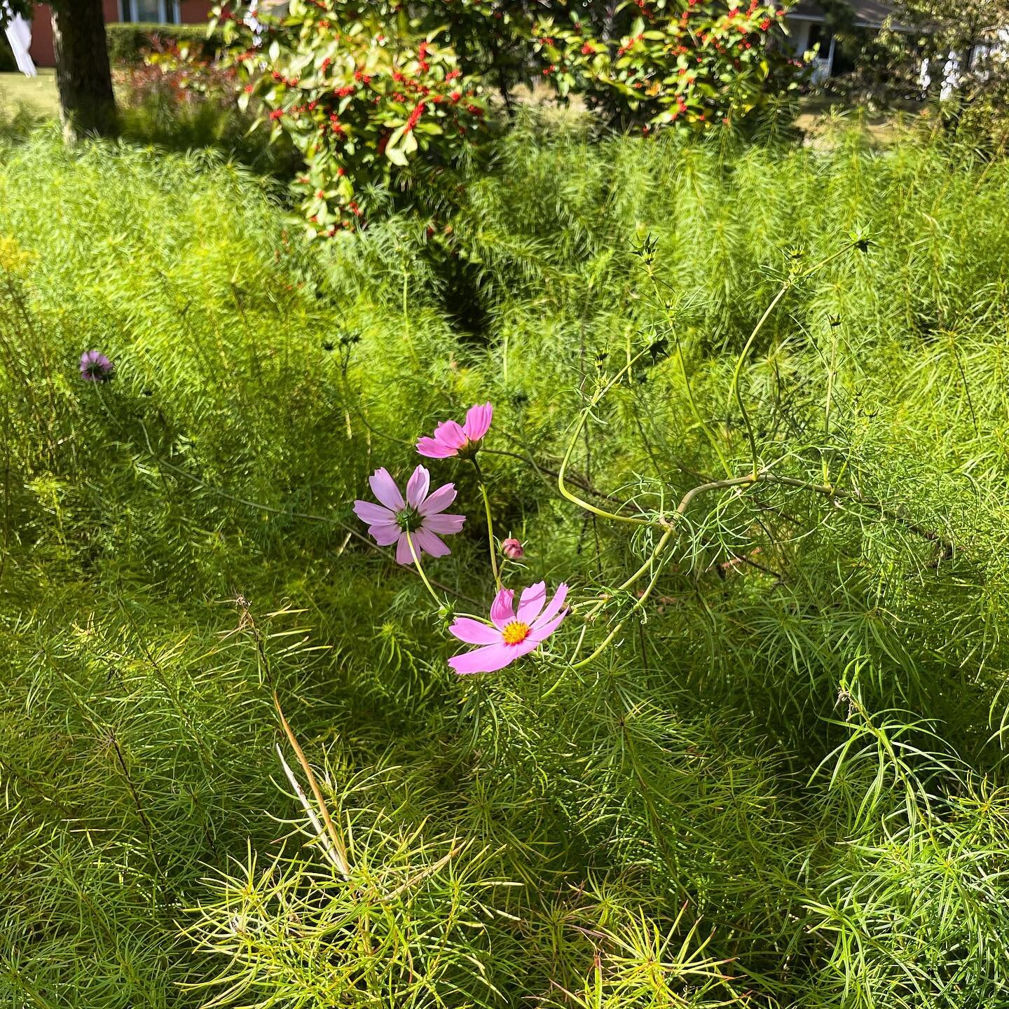 Trying out some Cosmos in the Amsonia this fall! They get so tall and leggy, but bloom just when the Amsonia starts it&rsquo;s fall color and have similarly textured foliage so I thought they might be a fun (nonnative) annual to play with! Still to c