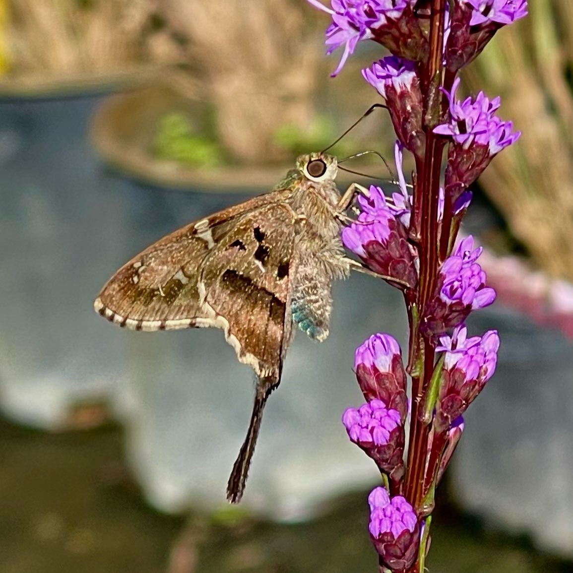This beautiful Long-Tailed Skipper says today is a fantastic day to pick up some native plants at Southern Branch Nursery! Stop by between 9-3 or order online to pickup next weekend! @sbnnativeplantnursery 

#longtailedskipper #liatris #hrva #vanativ
