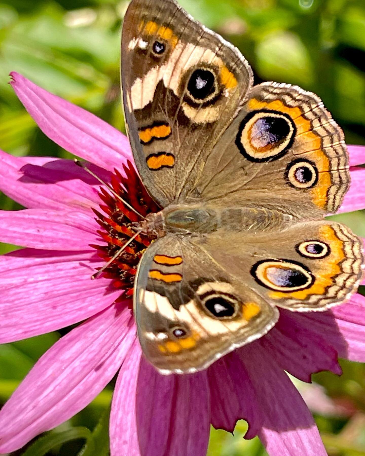 Is there really anything &ldquo;common&rdquo; about the &ldquo;Common Buckeye?&rdquo; 🤩 🦋 love these beauties in the garden! 

What&rsquo;s your favorite wildlife you&rsquo;re spotting in the garden right now?

(Pictured on (non native) Echinacea p