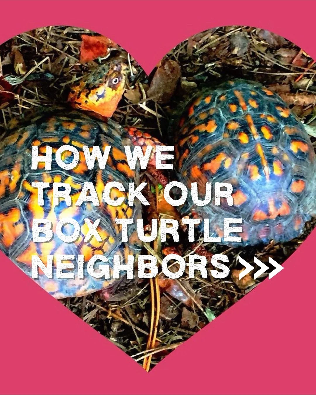 Ten years.
Twenty turtles.
Countless moments of wonder. 🐢

Meet our box turtle neighbors and see how a native plant yard became a thriving wildlife haven.

🌿 Full story &rarr; link in bio
#southernbranchnursery #nativeplants #boxturtles #wildlifeha