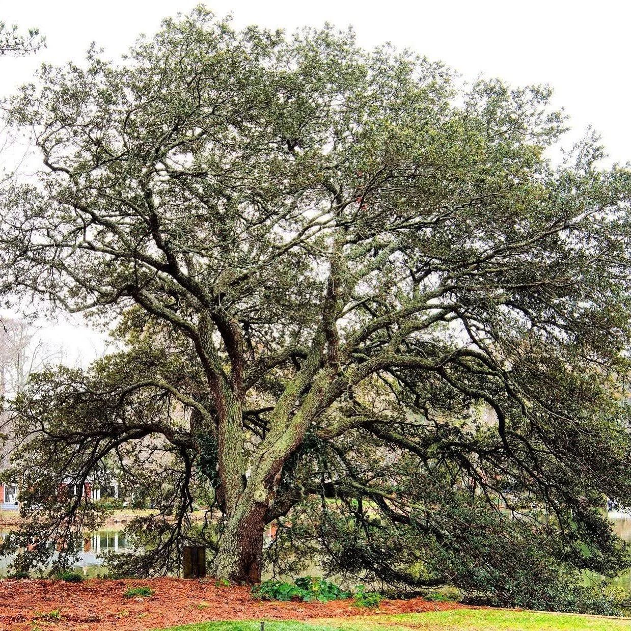 🌳 EARLY BLACK FRIDAY BOGO SALE!

Buy One Get One FREE &mdash; Quercus virginiana (Southern Live Oak)

Now through Friday, Nov 28
Available in person or by emailed invoice only

Celebrate planting season with one of the most iconic and resilient nati