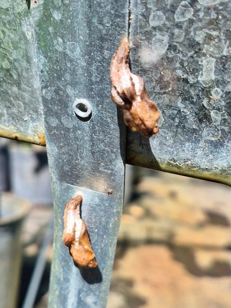 Is it poop&hellip; or something way cooler? 👀

Butterflies are getting an early start this spring, and we&rsquo;re finding these tucked all around the nursery.

These are chrysalides&mdash;the transformation stage between caterpillar and butterfly. 