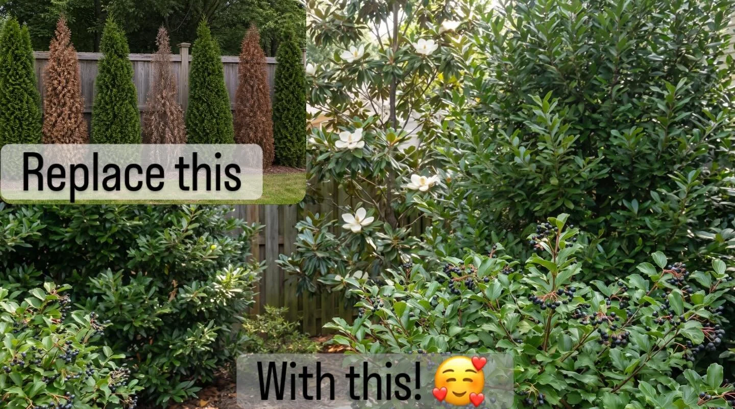 Looking for a fast-growing privacy screen?

Skip the single-species hedge.

A mixed native hedgerow&mdash;with plants like wax myrtle, sweetbay magnolia, holly, and viburnum&mdash;creates better coverage, handles storms more reliably, and supports wa