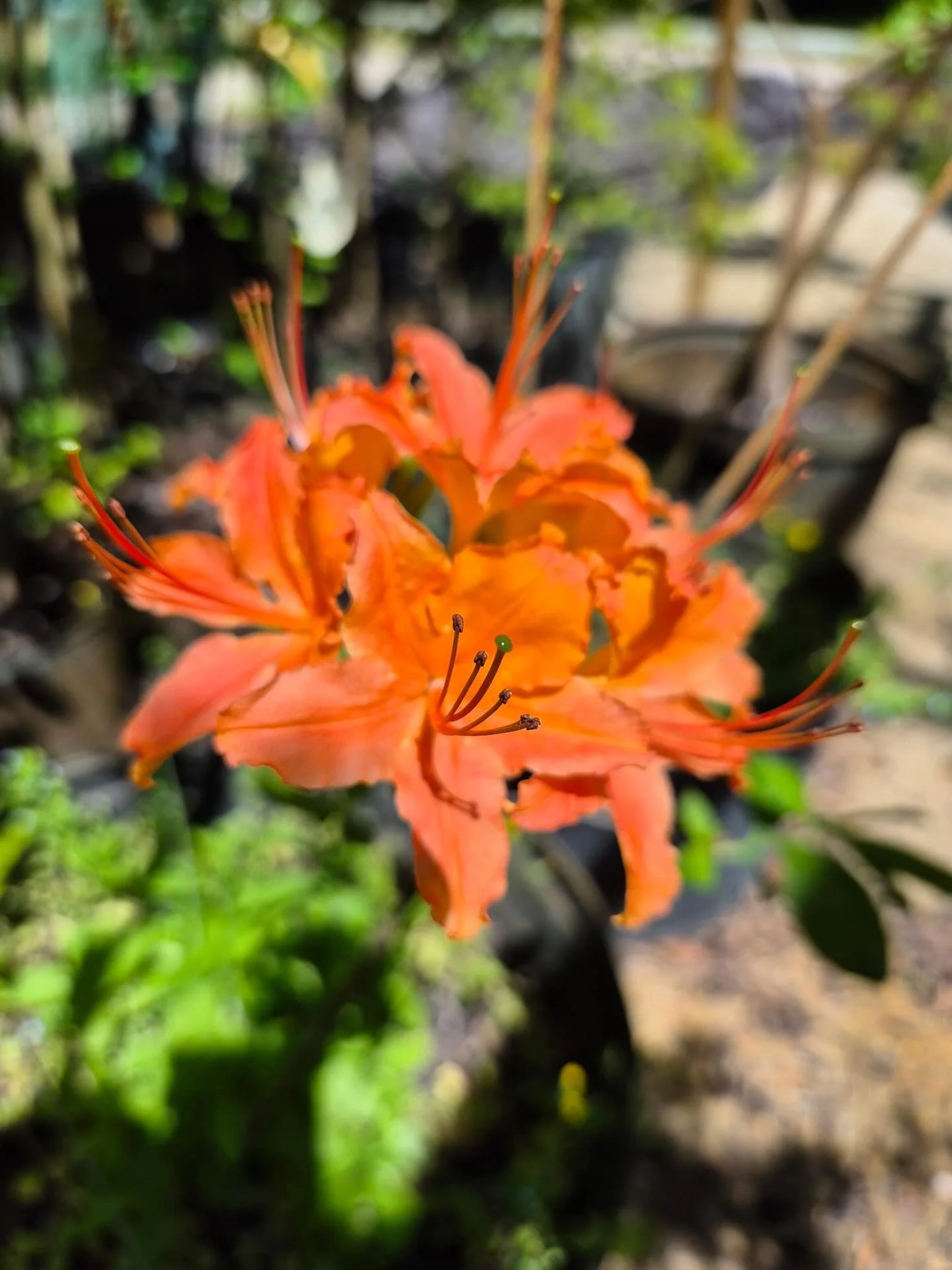 These are the kind of plants that stop people mid-sentence.

Our native Flame Azaleas are in peak bloom right now&mdash;layered, glowing orange flowers that feel almost lit from within. And these aren&rsquo;t tiny starters&hellip; these are establish