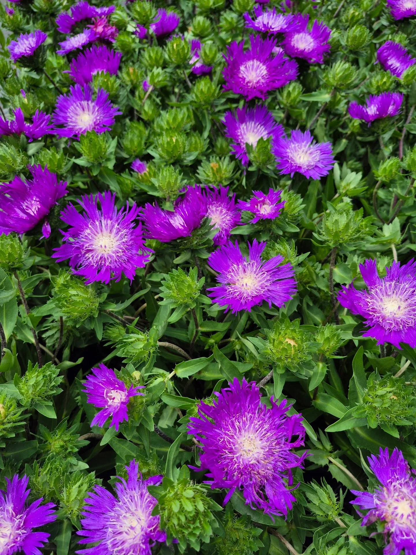 Oh dang&hellip; these just arrived. 😍

We still have a few species Stokes&rsquo; asters available (and more on the way), but this fresh batch of &lsquo;Honey Song Purple&rsquo; may disappear fast.

With slightly deeper purple blooms, larger flowers,