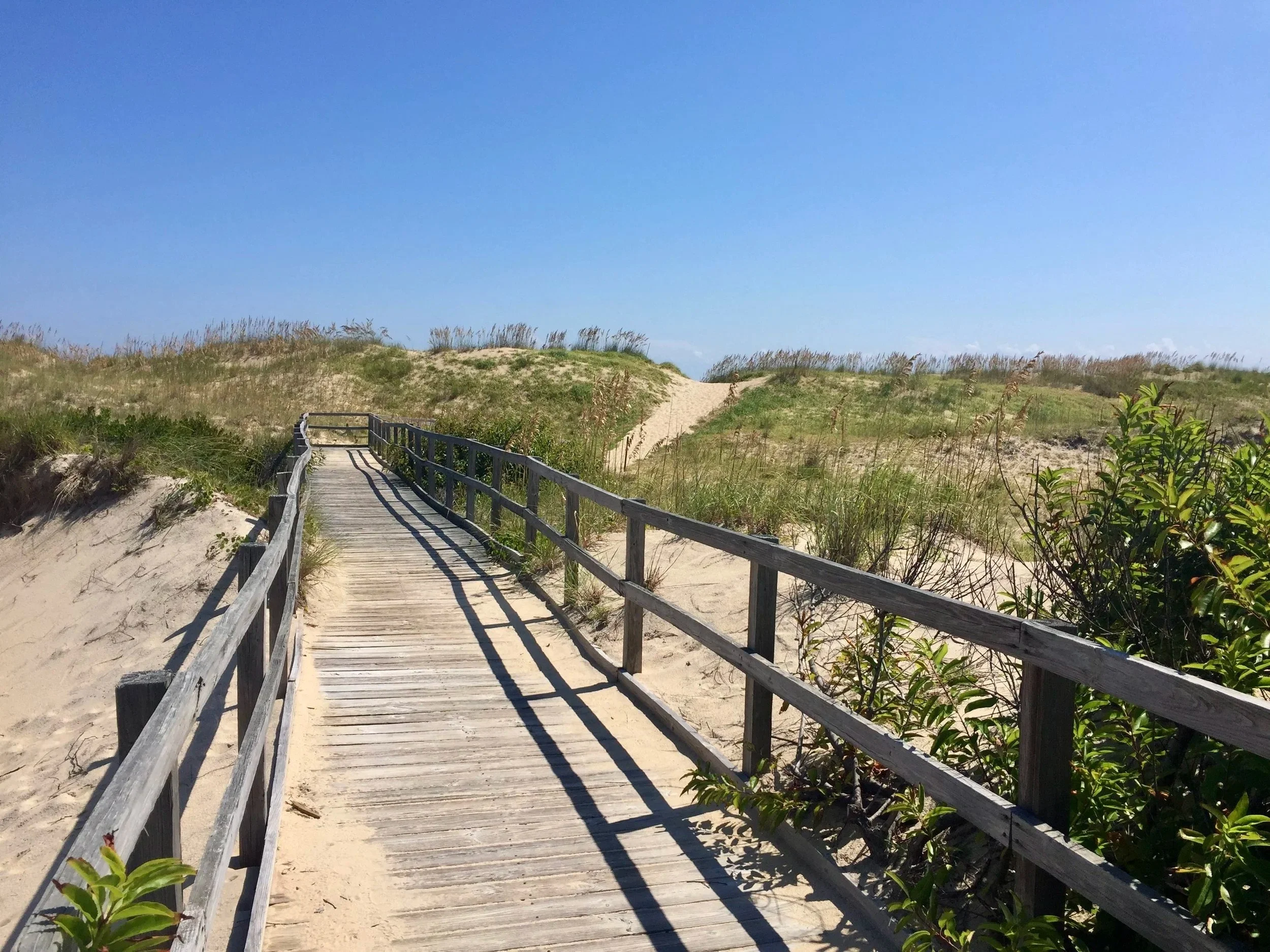 Native Plants That Can Handle Salt Spray in Coastal Virginia