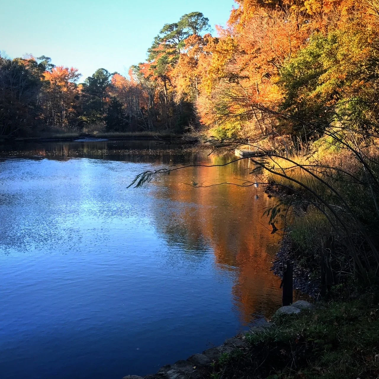 Autumn trees with orange and golden foliage reflected in a calm section of the Lynnhaven River in Virginia Beach, Virginia.
