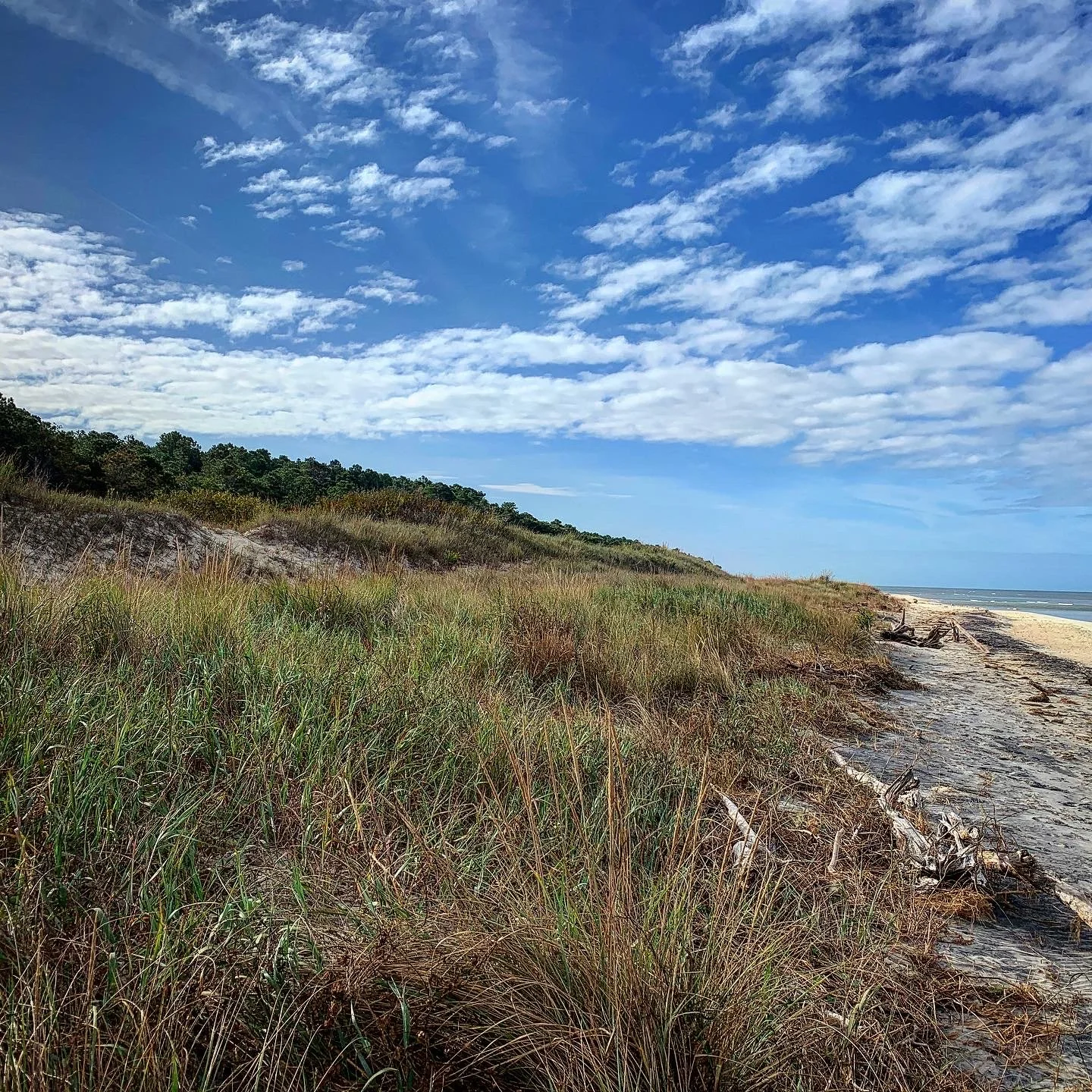 Native coastal grasses growing on sandy dunes along the shoreline in Cape Charles, Virginia.