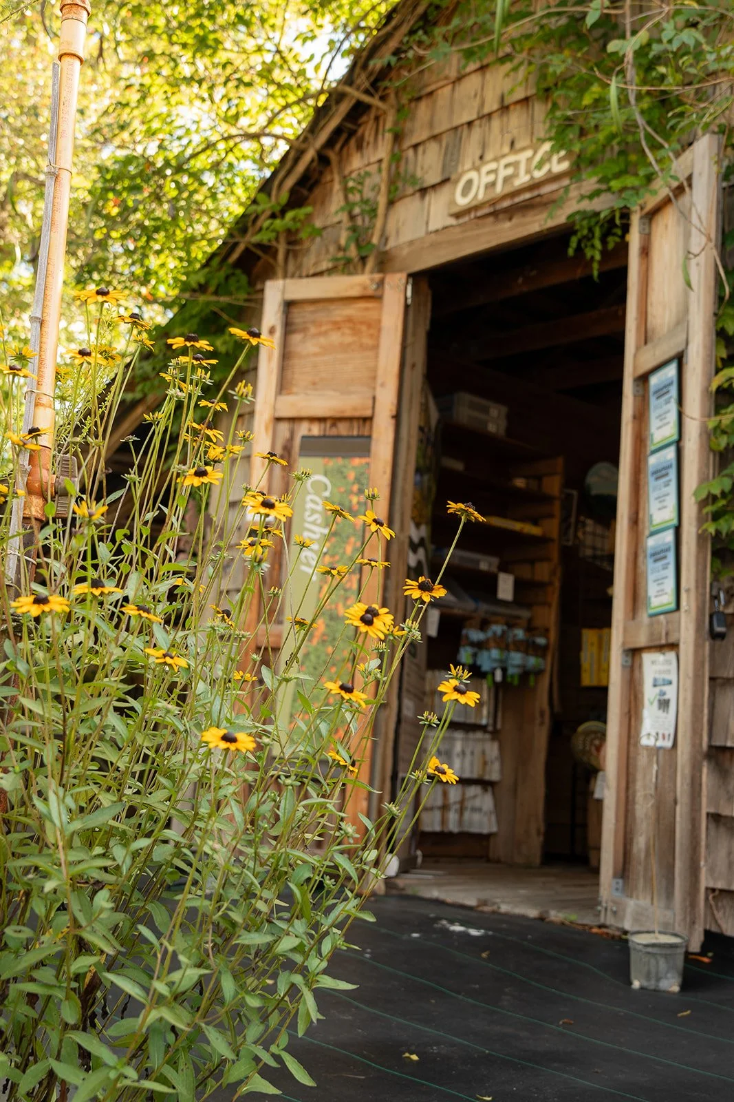 Wooden garden shed with open door, surrounded by greenery and yellow flowers.