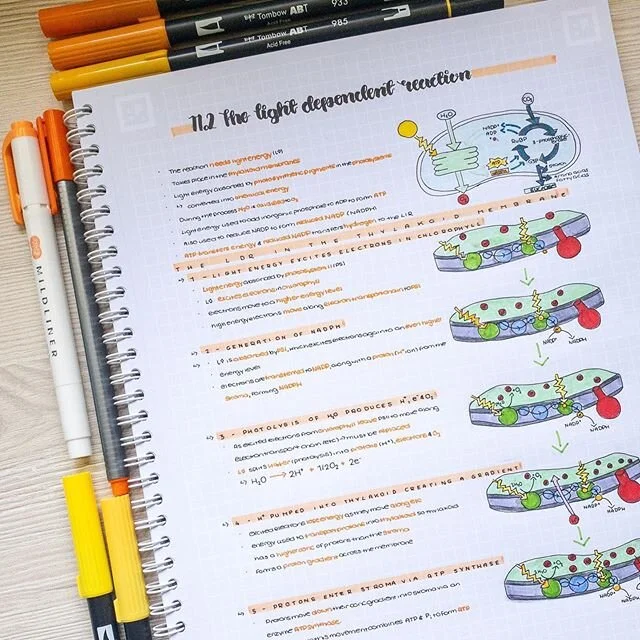 Biology notes on the light dependent reaction in photosynthesis🌱
This week is the 10th week of lockdown and it's finally half term!! I also cant quite believe its nearly June...where has the time gone?! 🤯😅Half term has been a welcome break from on